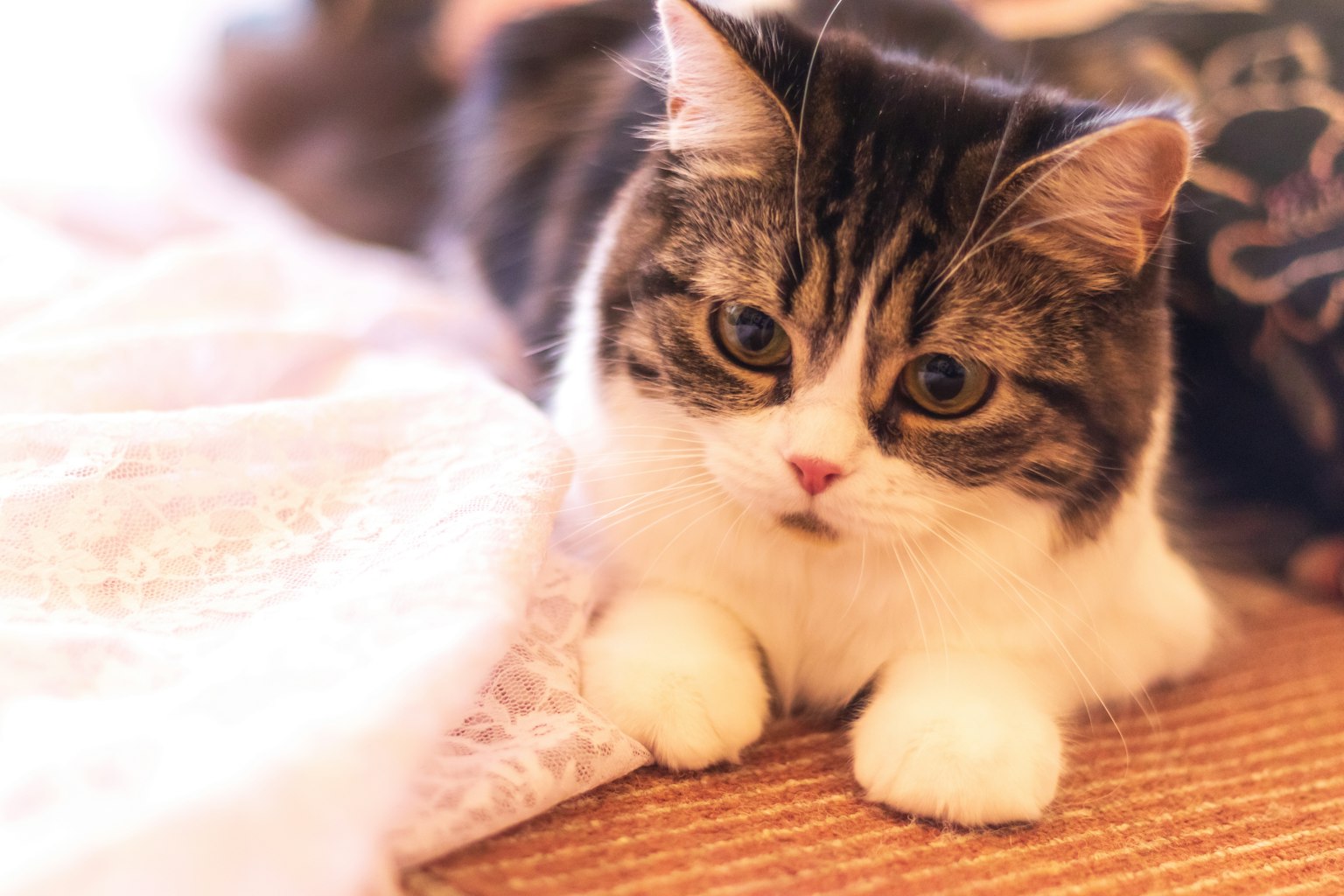 Seekor kucing beristirahat di atas selimut dengan ekspresi lembut