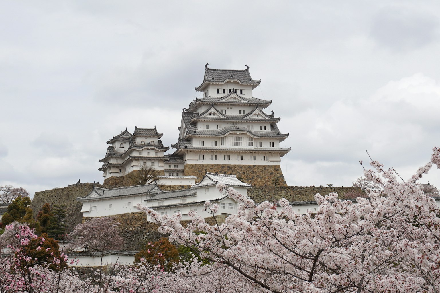 Vue magnifique du château de Himeji avec des cerisiers au premier plan