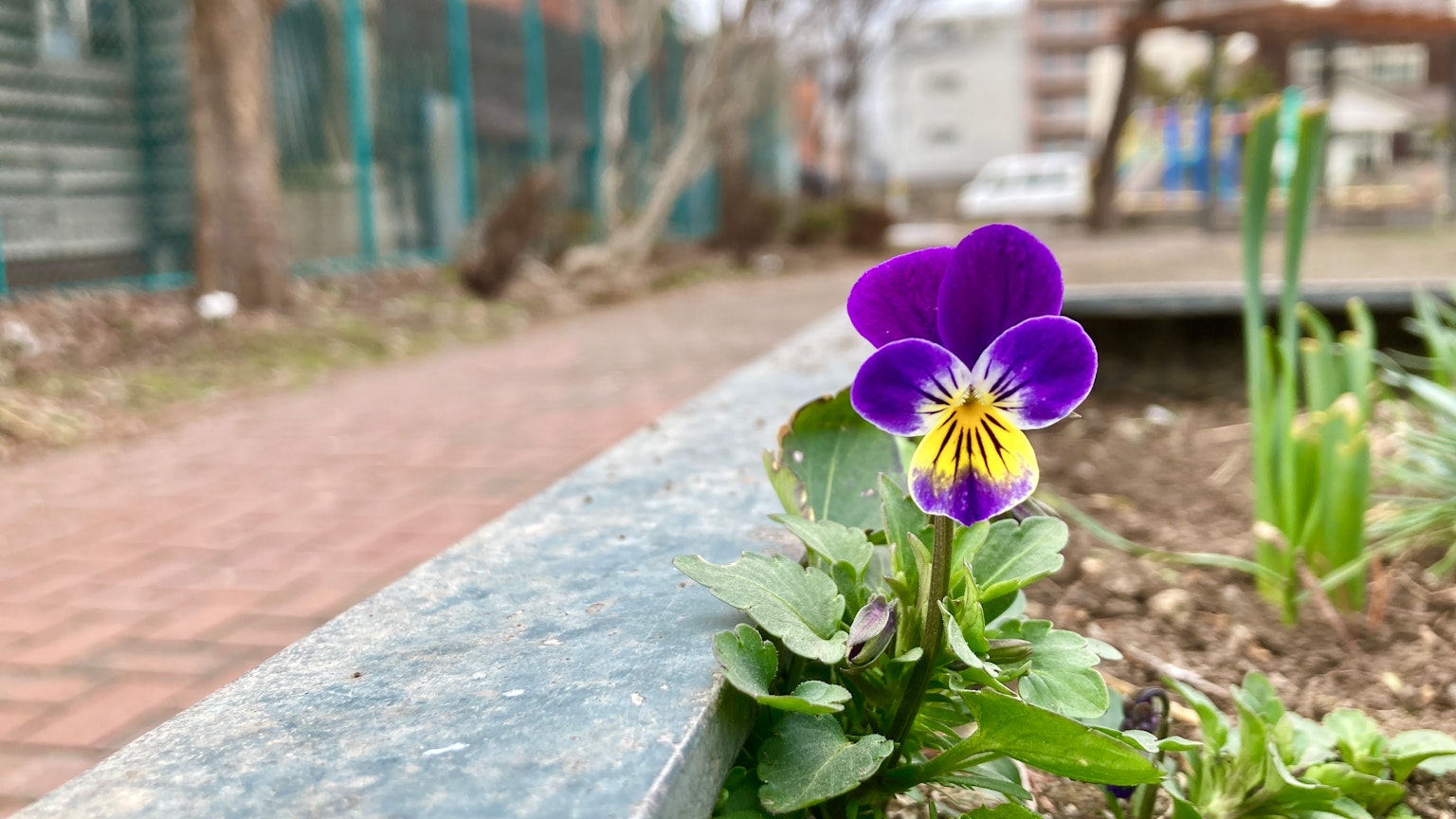 一朵紫色花朵从土壤中冒出，背景模糊
