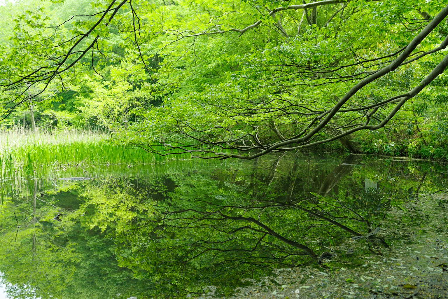 Vue sereine d'un lac avec des arbres verts se reflétant sur l'eau