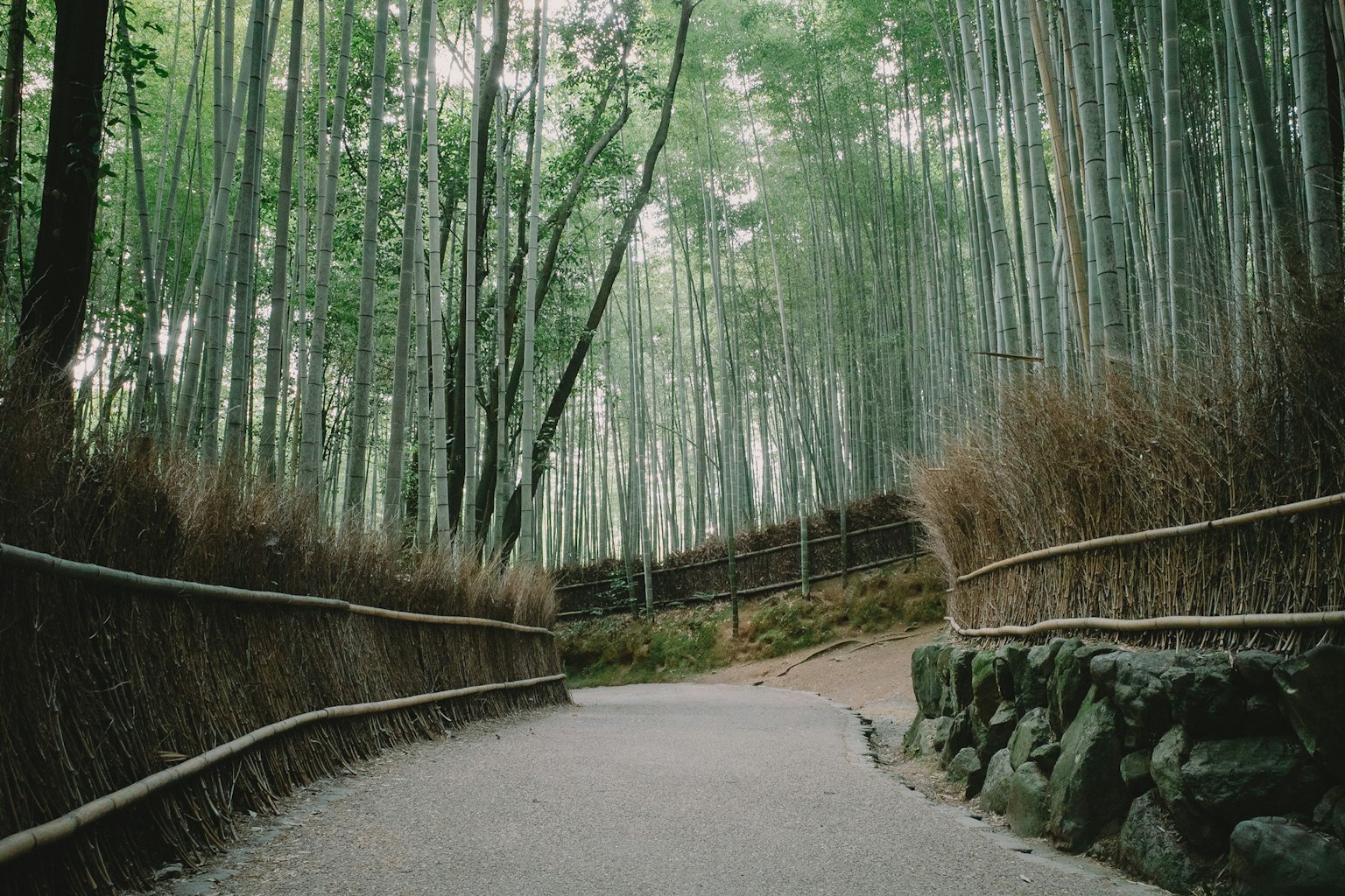 Un camino sereno a través de un bosque de bambú con altos tallos verdes