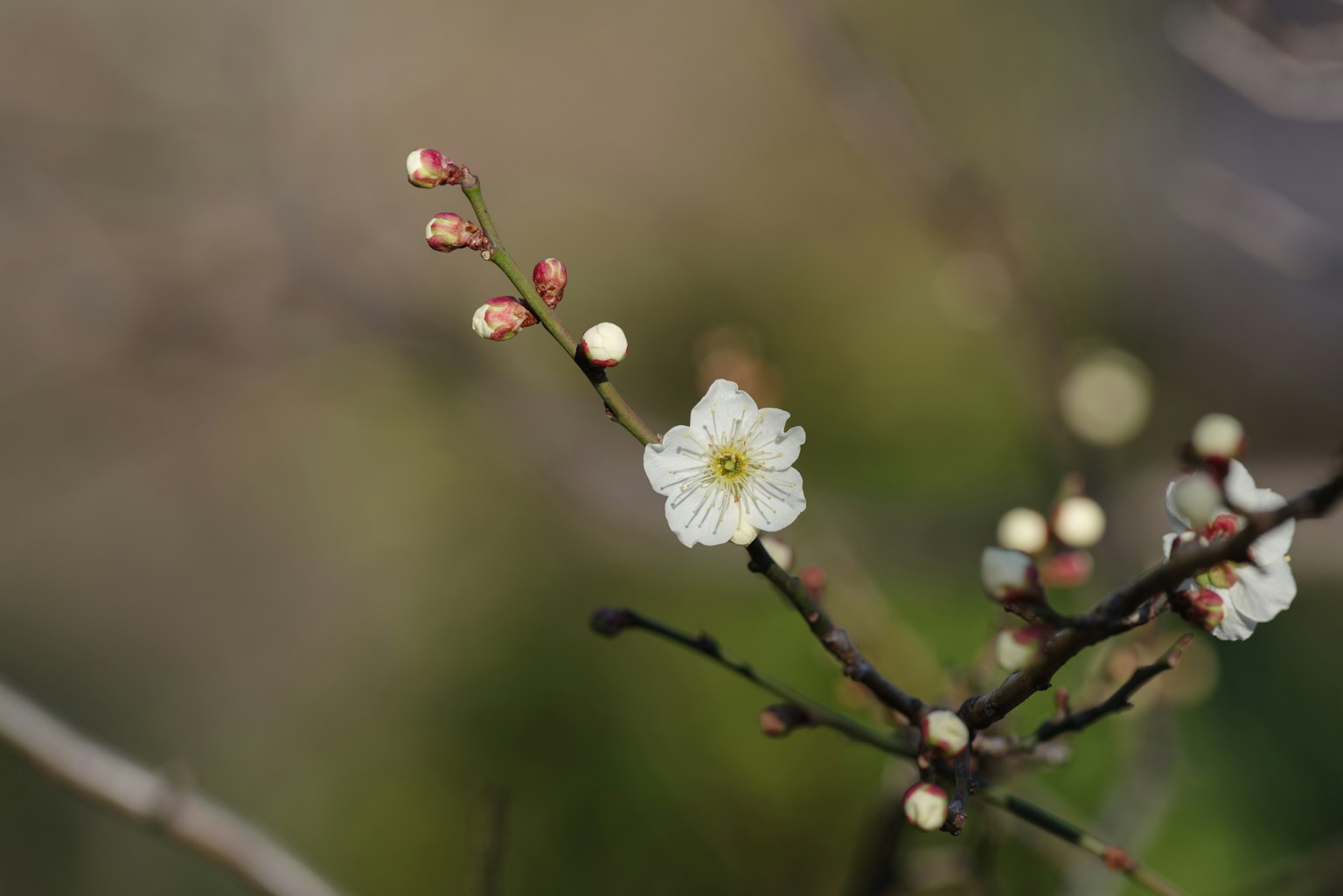 Close-up of a branch with white flower and buds