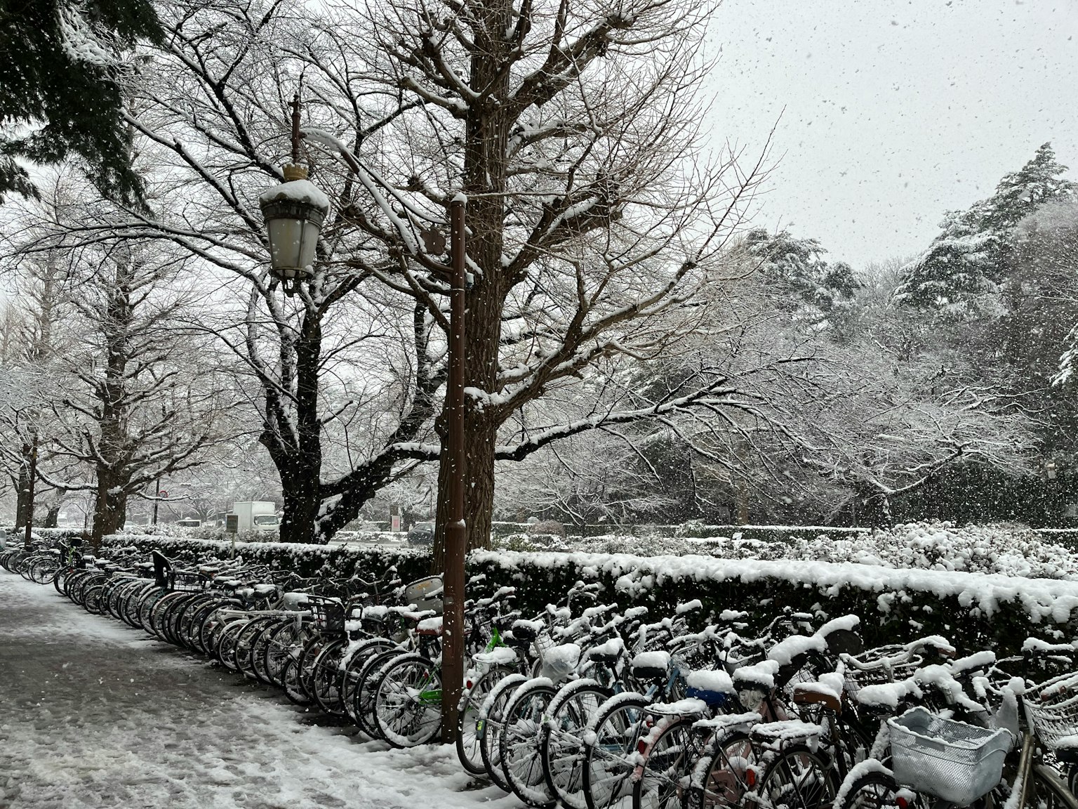 Scène de parc avec des vélos couverts de neige et des arbres nus