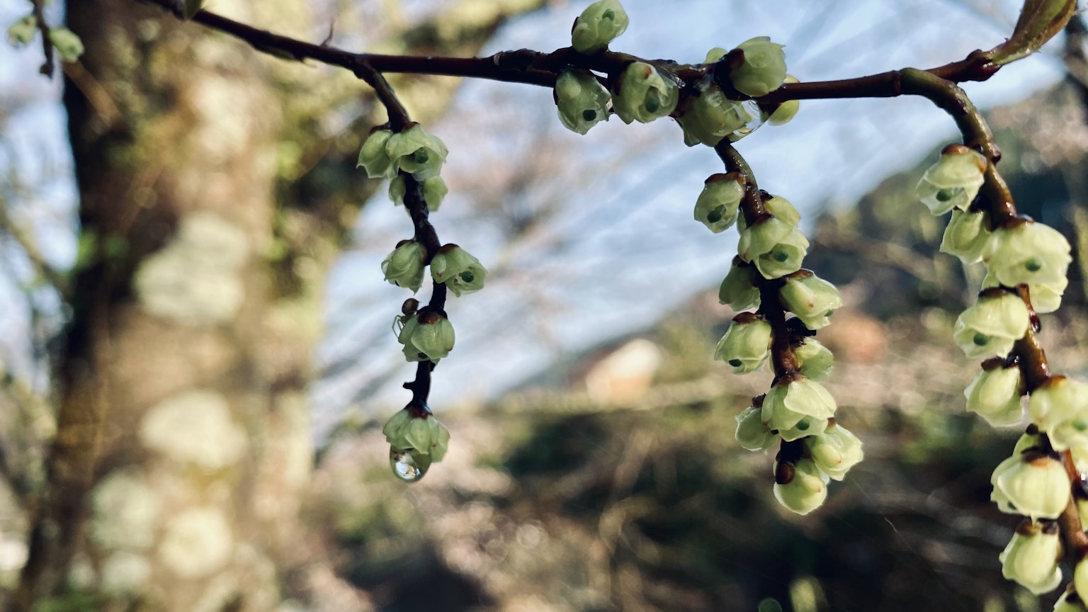 A branch with green flowers stands out against a tree and blue sky