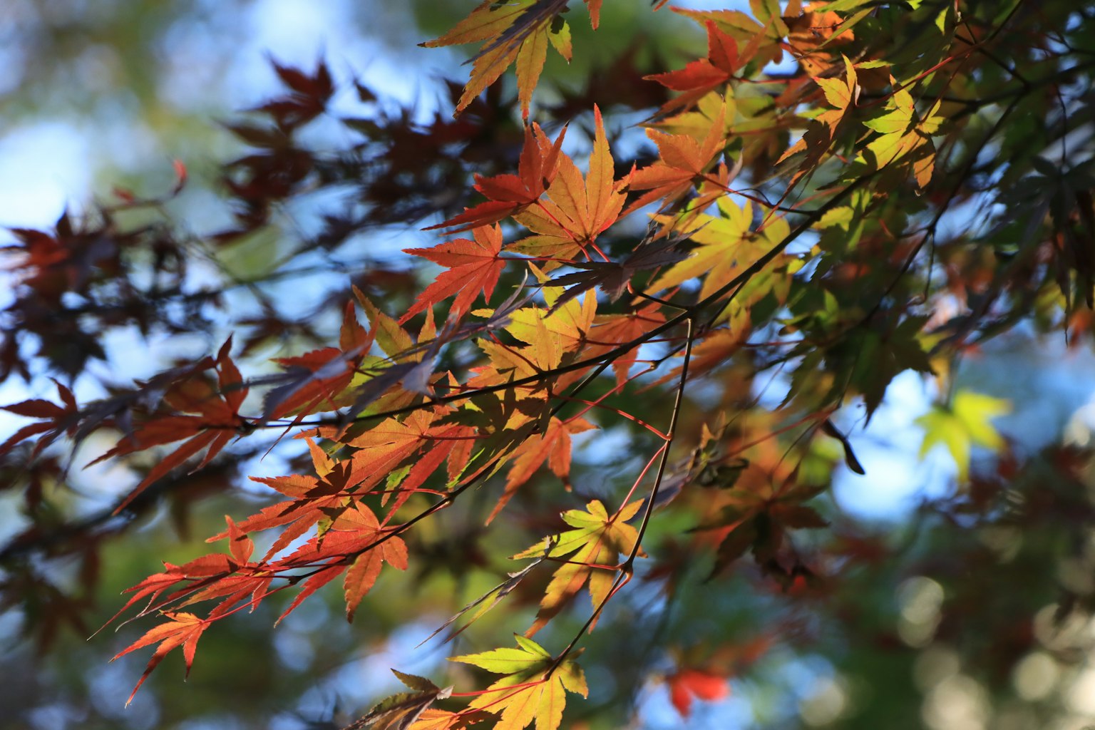 Close-up of maple leaves in autumn colors