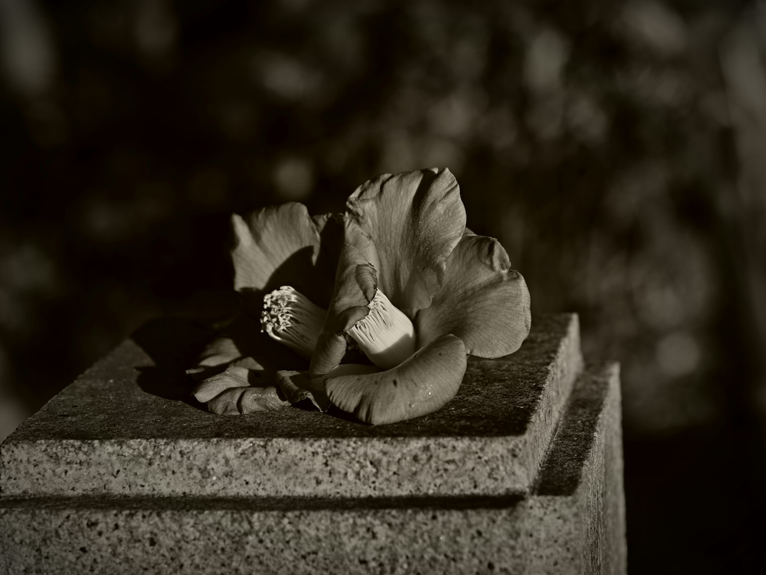 Black and white photo of a flower placed on a gravestone