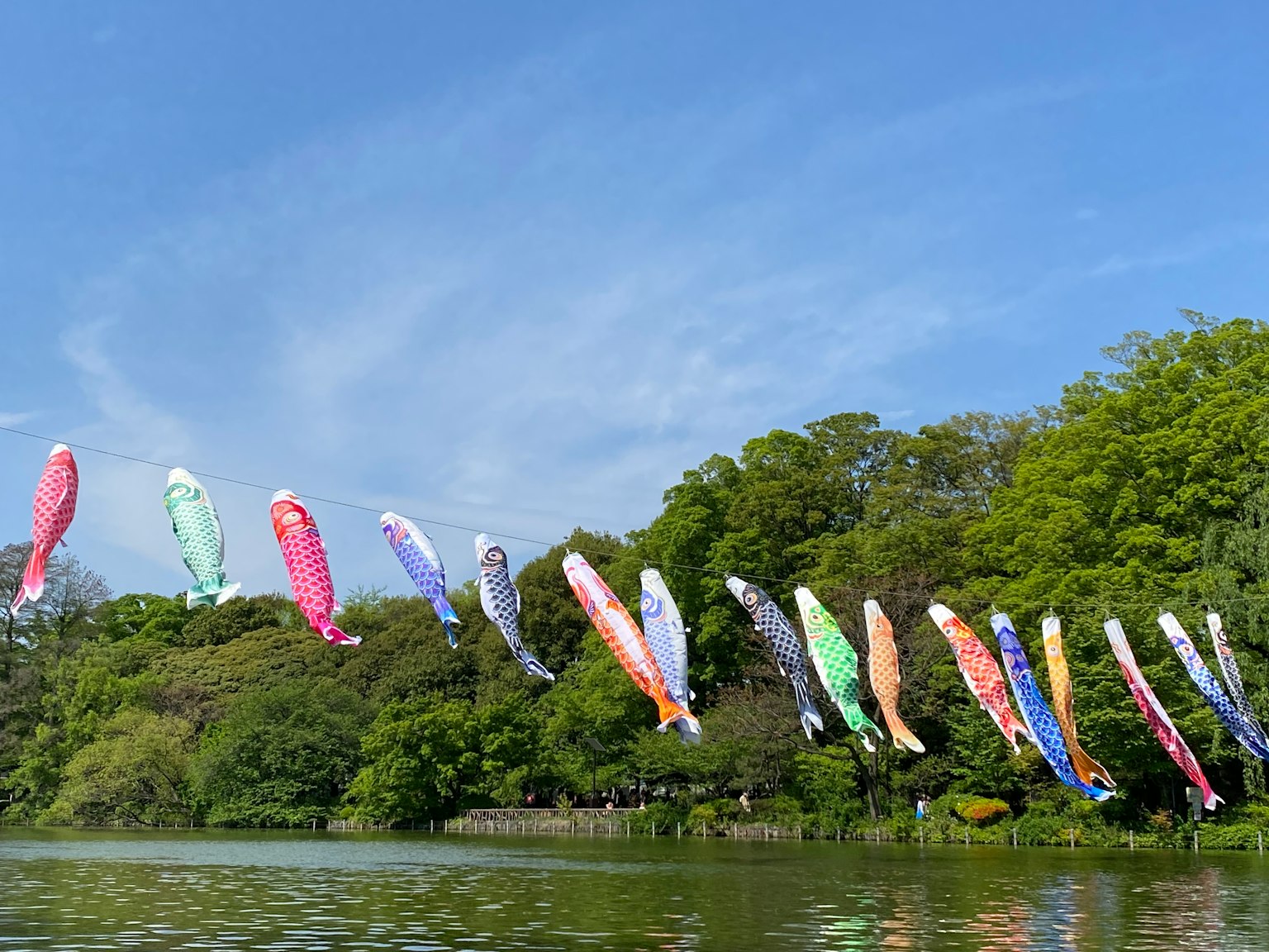 彩色的鲤鱼旗在蓝天下飞翔在池塘上