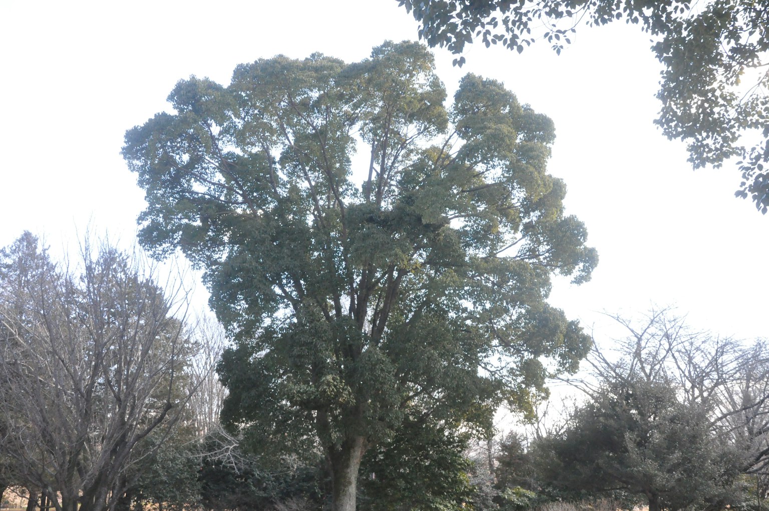 Ein großer grüner Baum steht zwischen den umliegenden kahlen Bäumen
