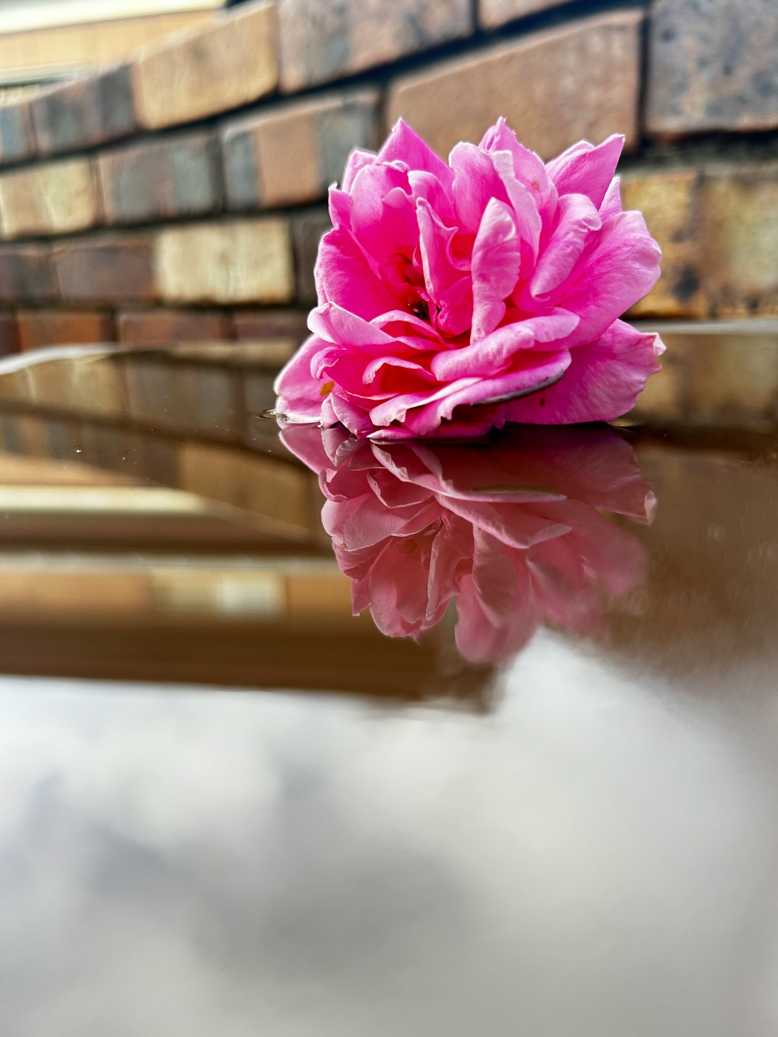 Un fiore rosa appoggiato su un tavolo con un bel riflesso