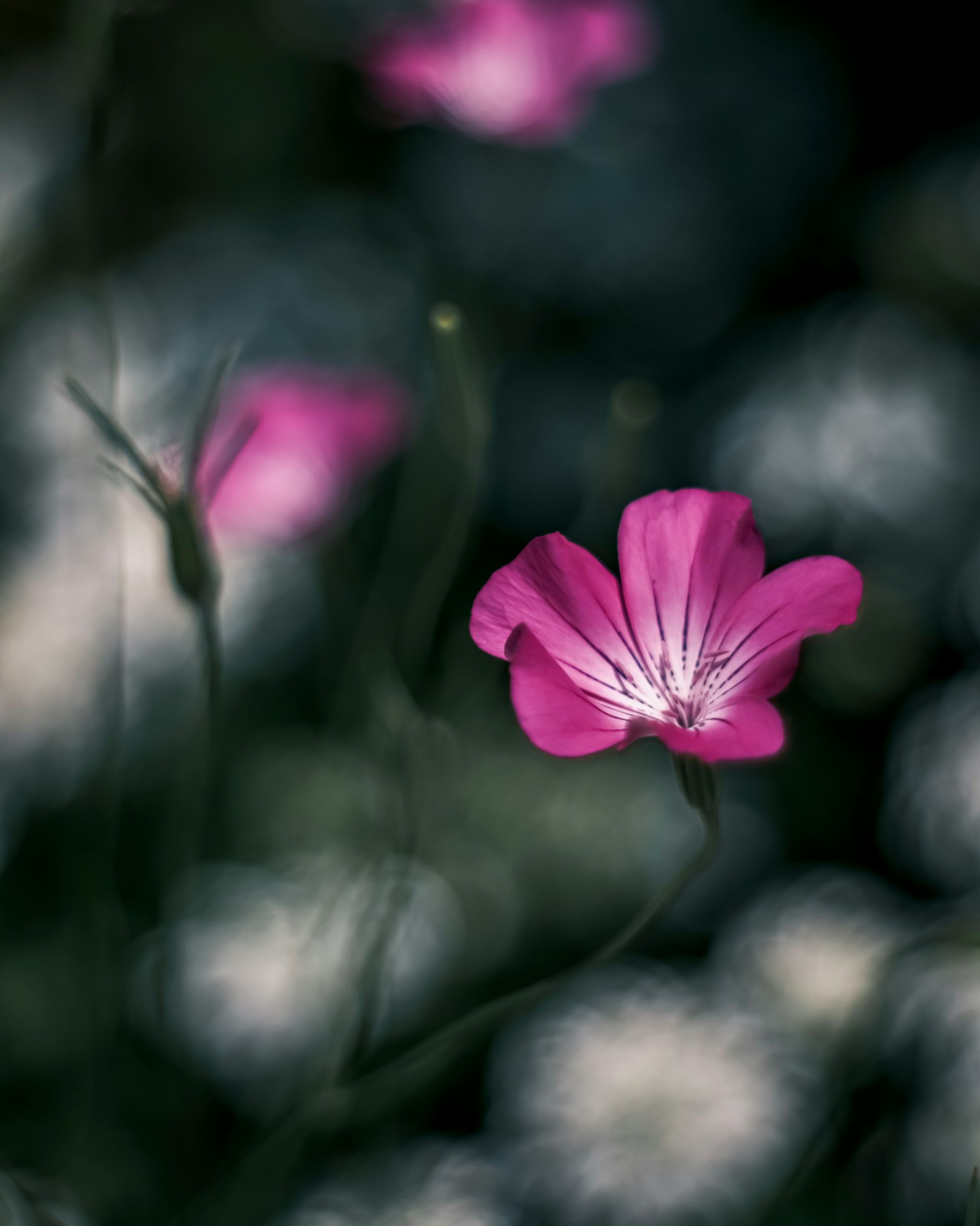Un bellissimo fiore rosa spicca su uno sfondo scuro