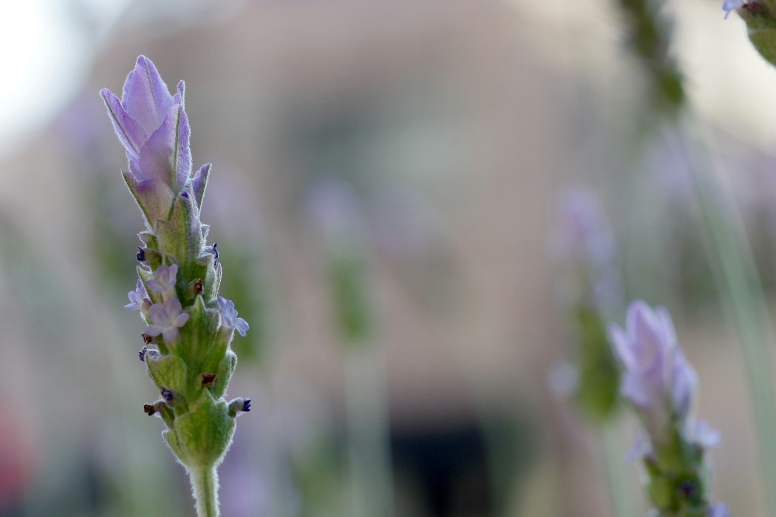 Foto en primer plano de flores de lavanda en suaves tonalidades moradas