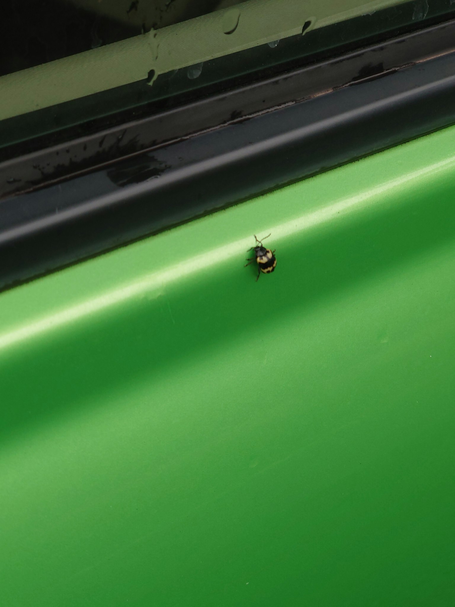 Un petit insecte sur une surface verte