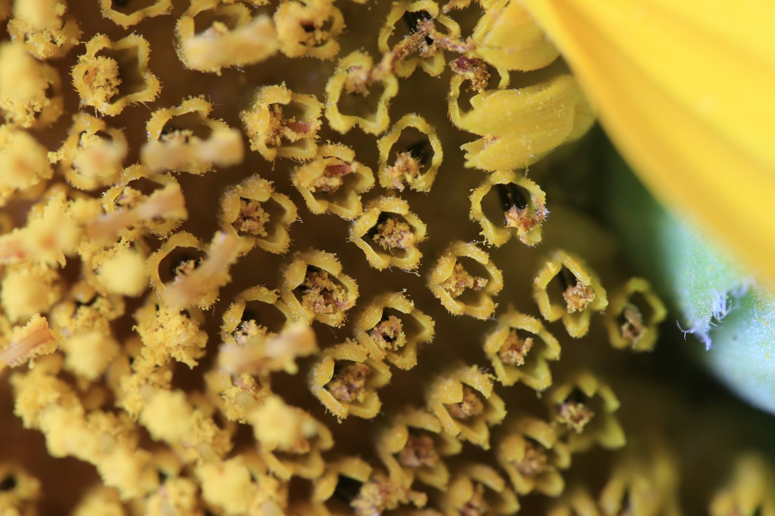 Nahaufnahme des Zentrums einer Sonnenblume mit gelbem Pollen und komplexen Strukturen