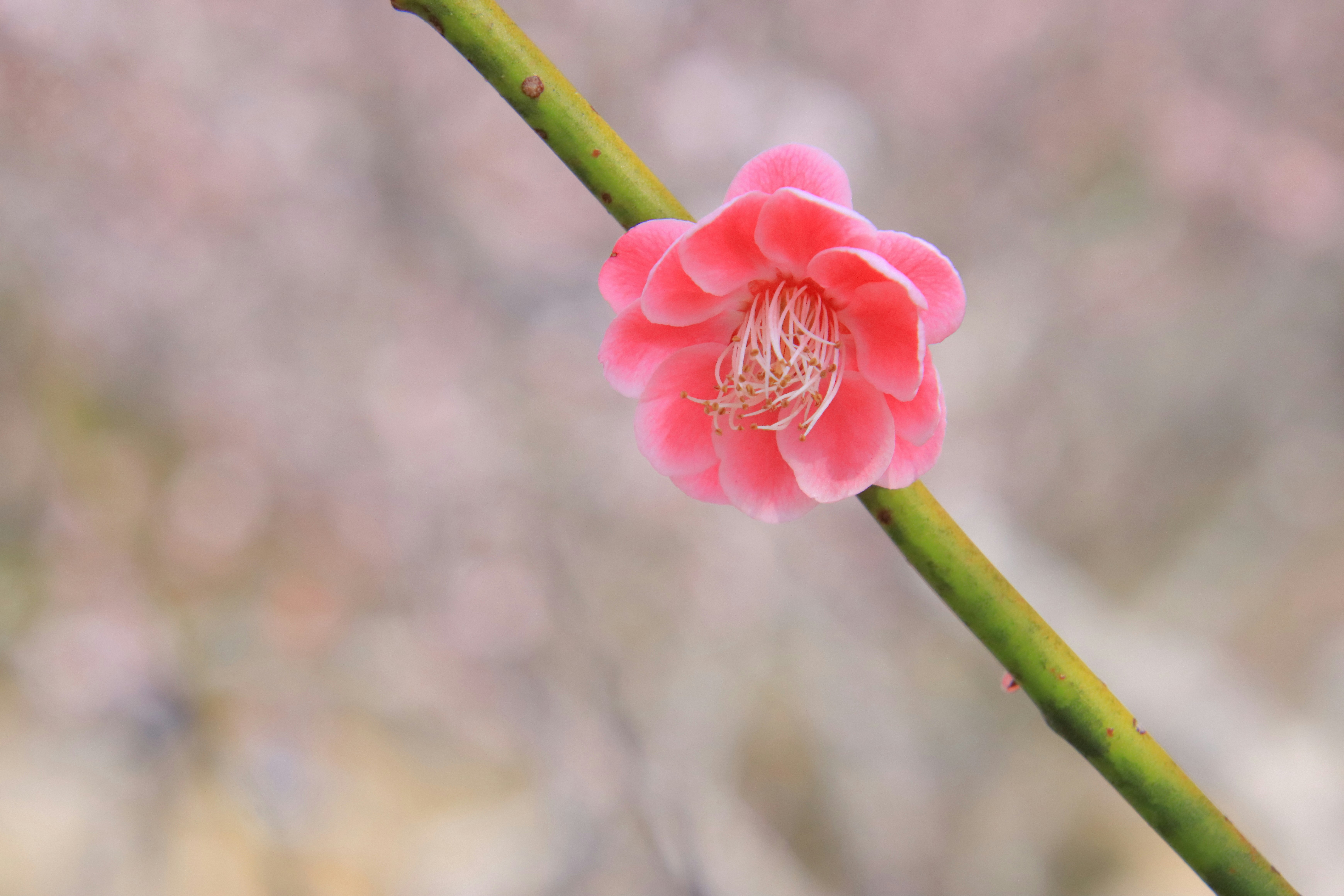 淡い背景に咲くピンクの花のクローズアップ