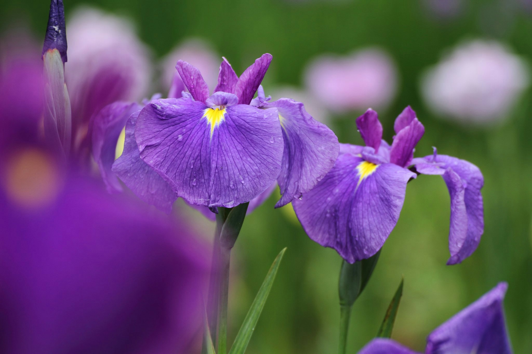 紫のアヤメの花が咲く庭のクローズアップ