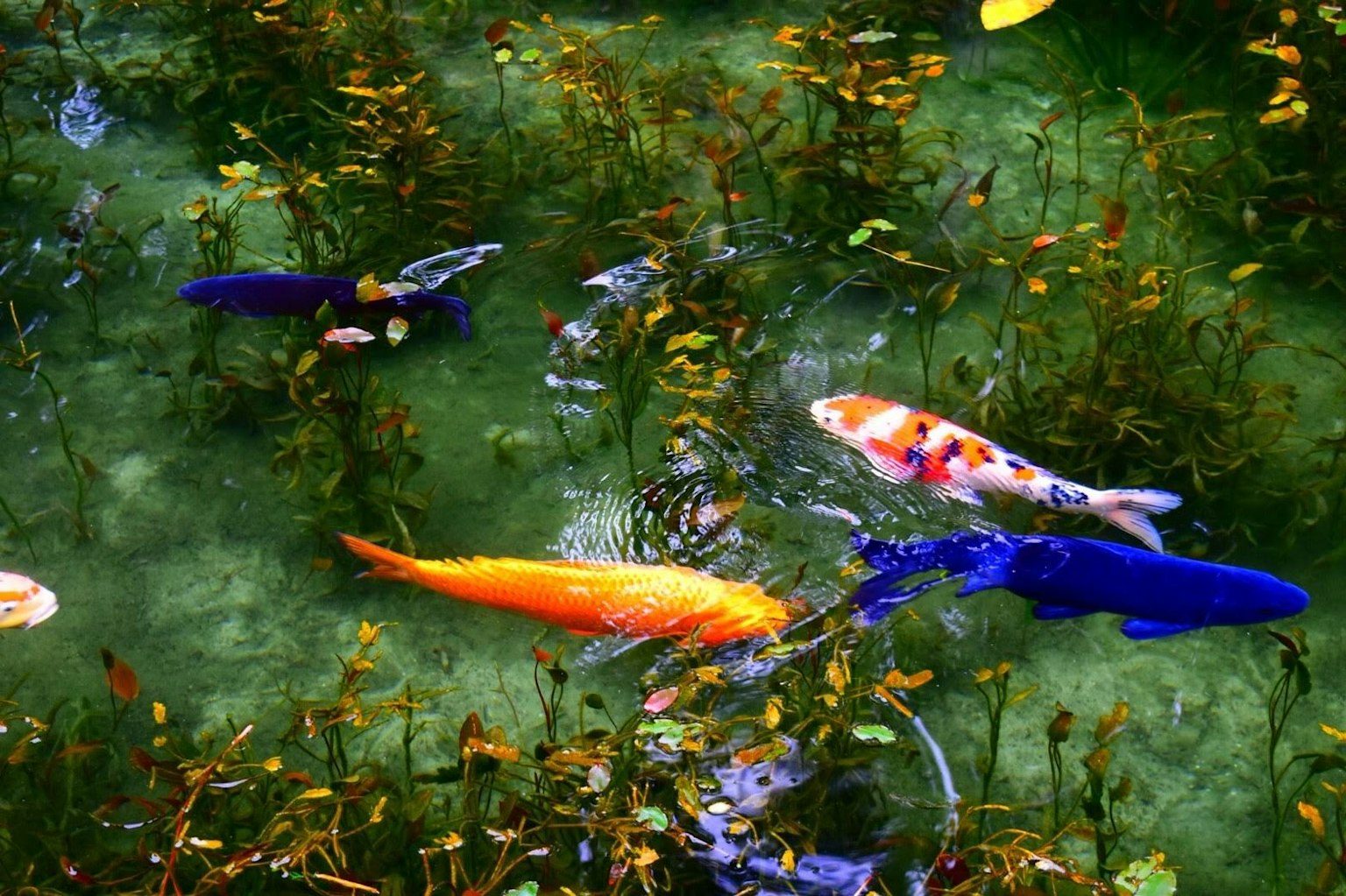 Bunte Koi-Fische schwimmen zwischen Wasserpflanzen