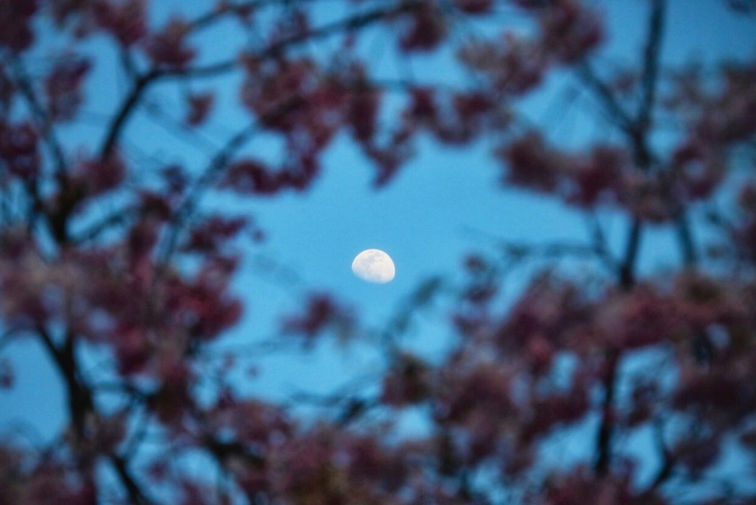 Lune visible dans le ciel bleu encadrée par des fleurs roses floues