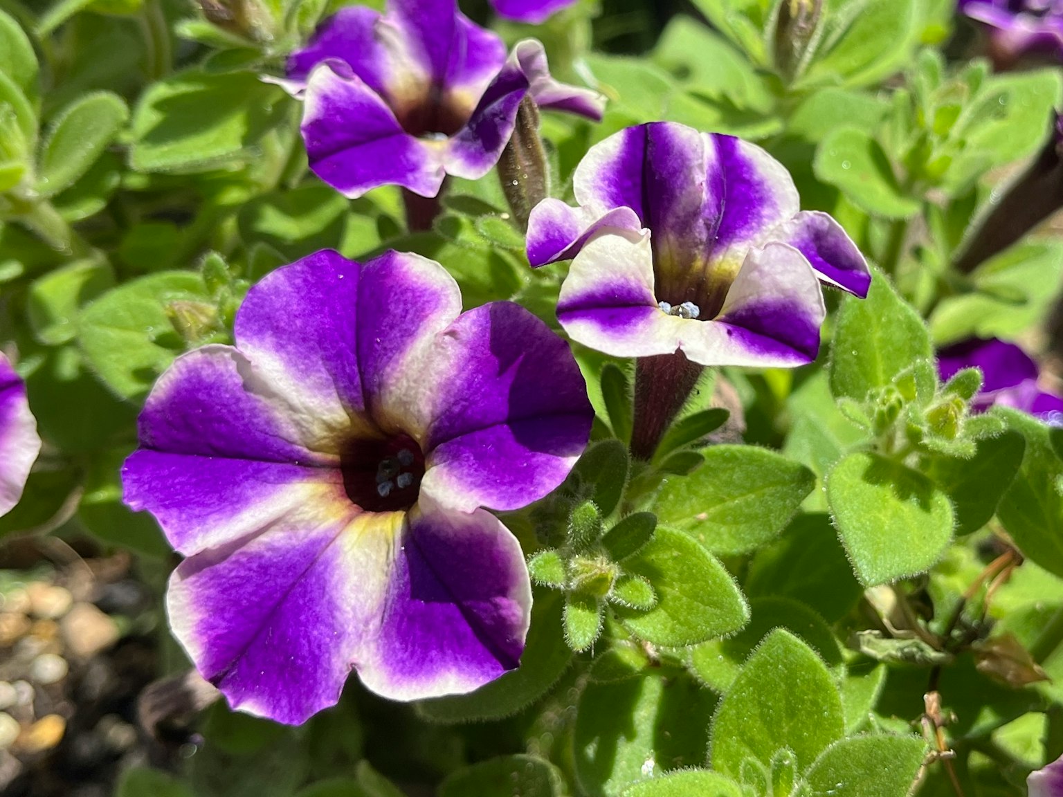 Fiori di petunia viola vibrante che fioriscono con foglie verdi
