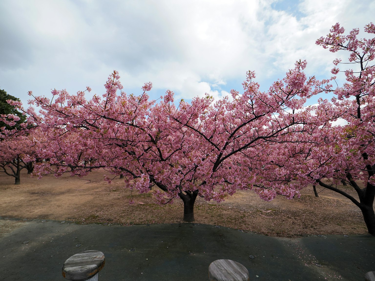 Árbol de cerezo en flor en un paisaje de parque