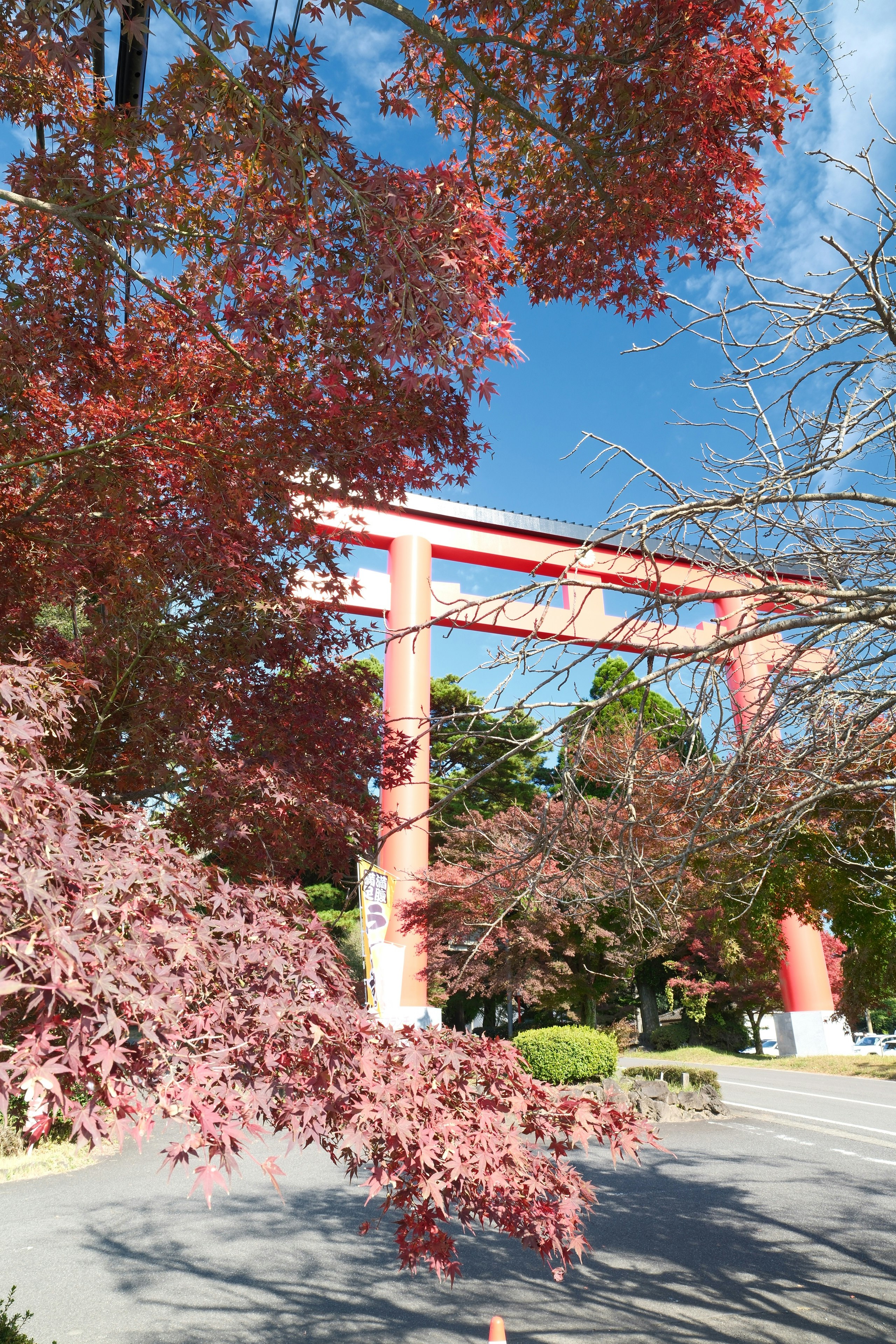 霧島神宮の鳥居と紅葉の並木