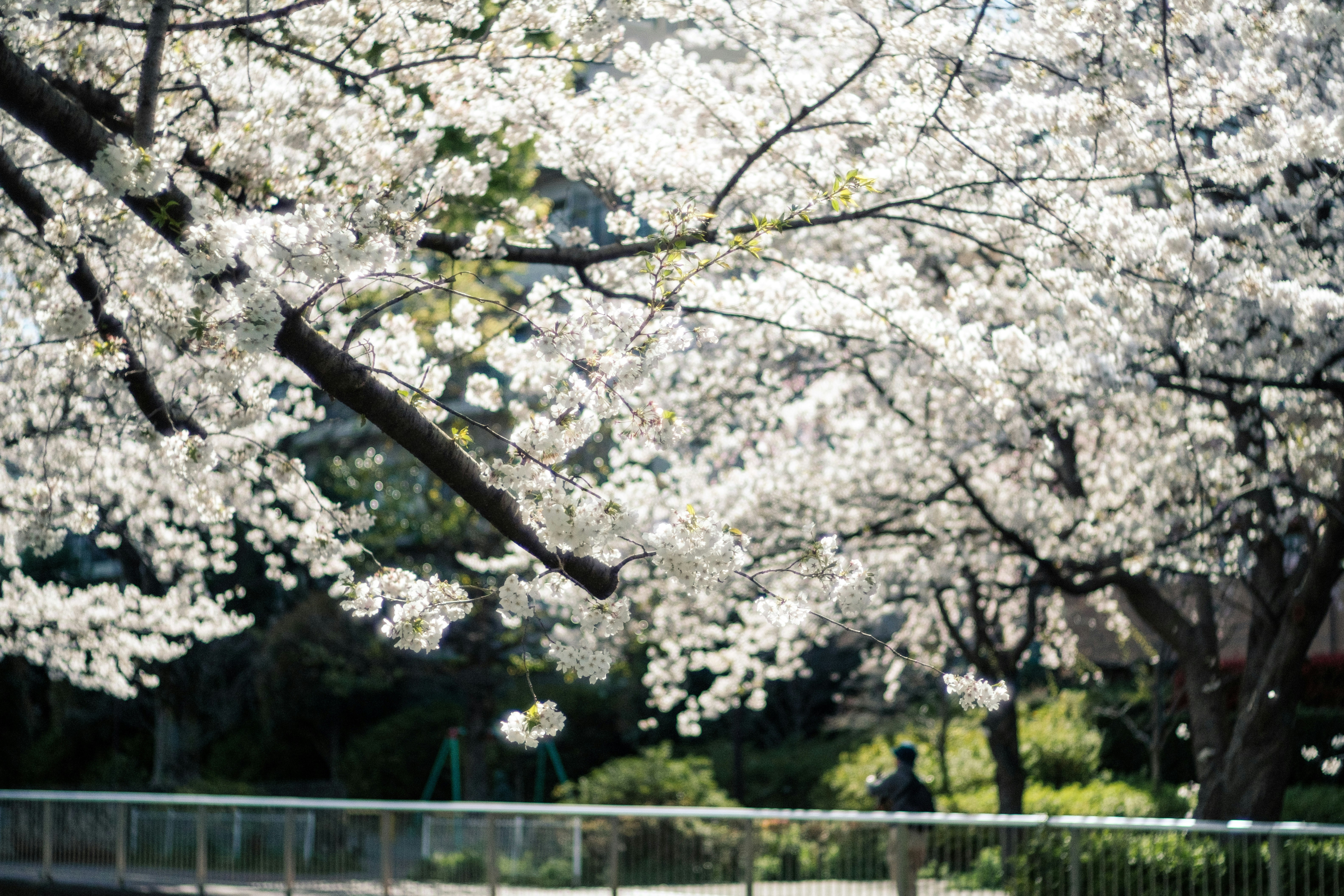 桜の花が咲く並木と散歩道