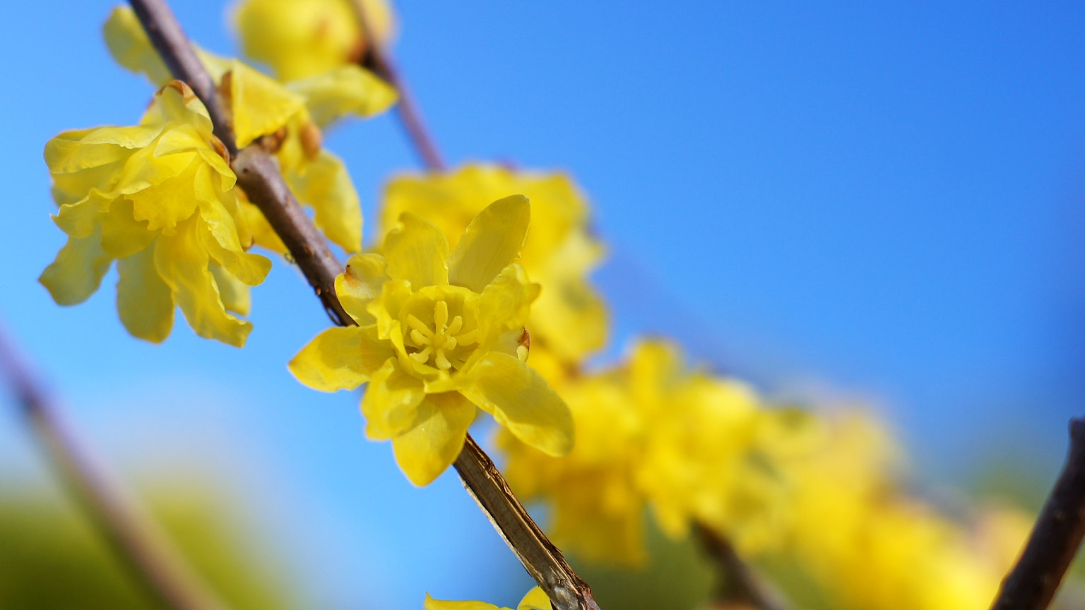 Gros plan de fleurs jaunes sur fond de ciel bleu