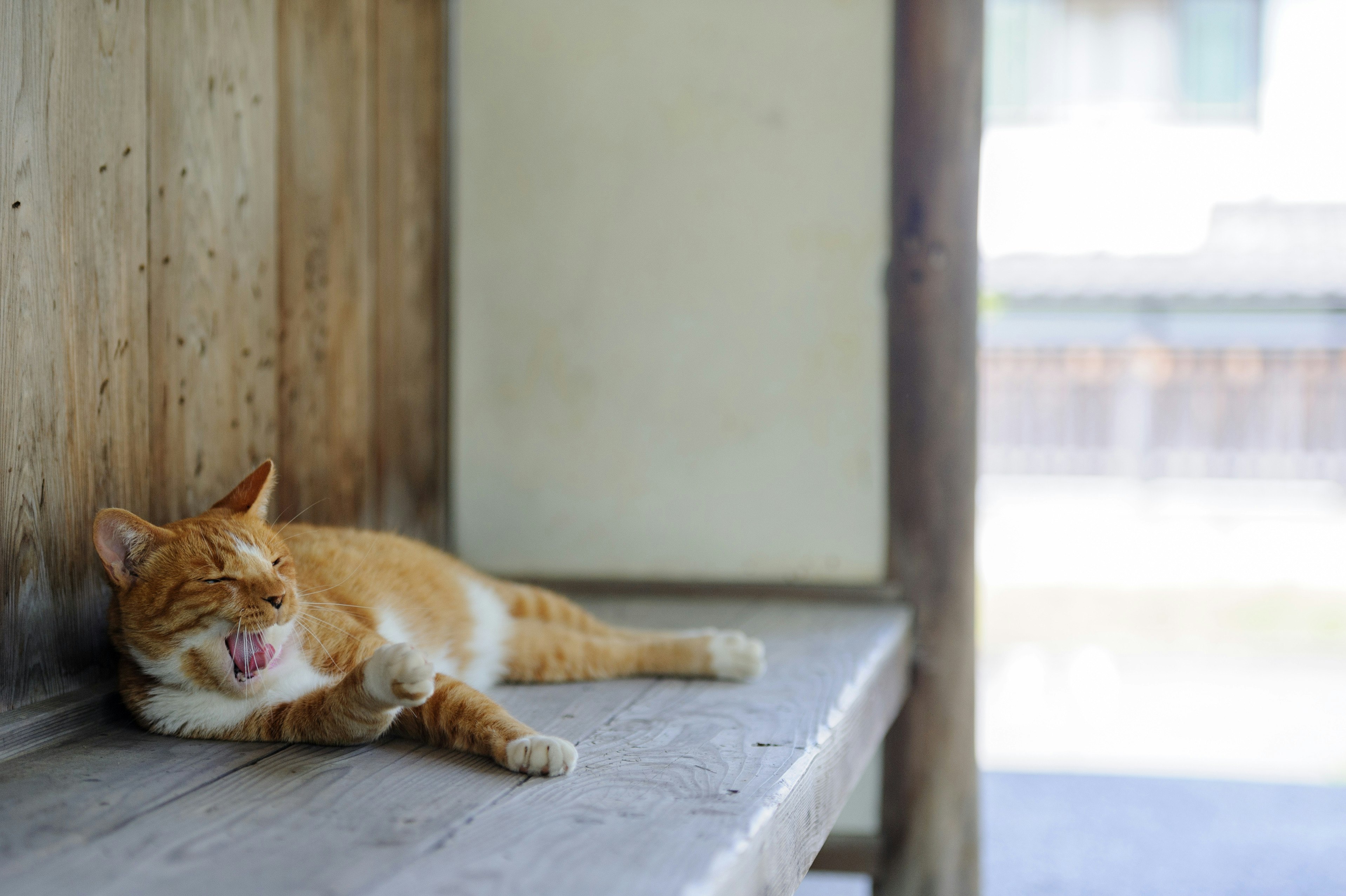 あくびをするオレンジの猫が縁側で横たわる