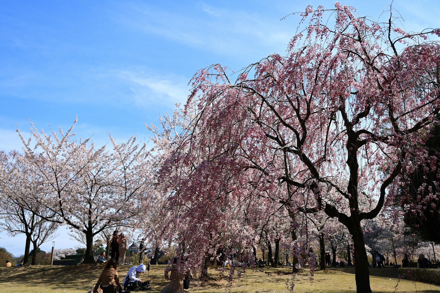 公園場景，盛開的櫻花樹和藍天