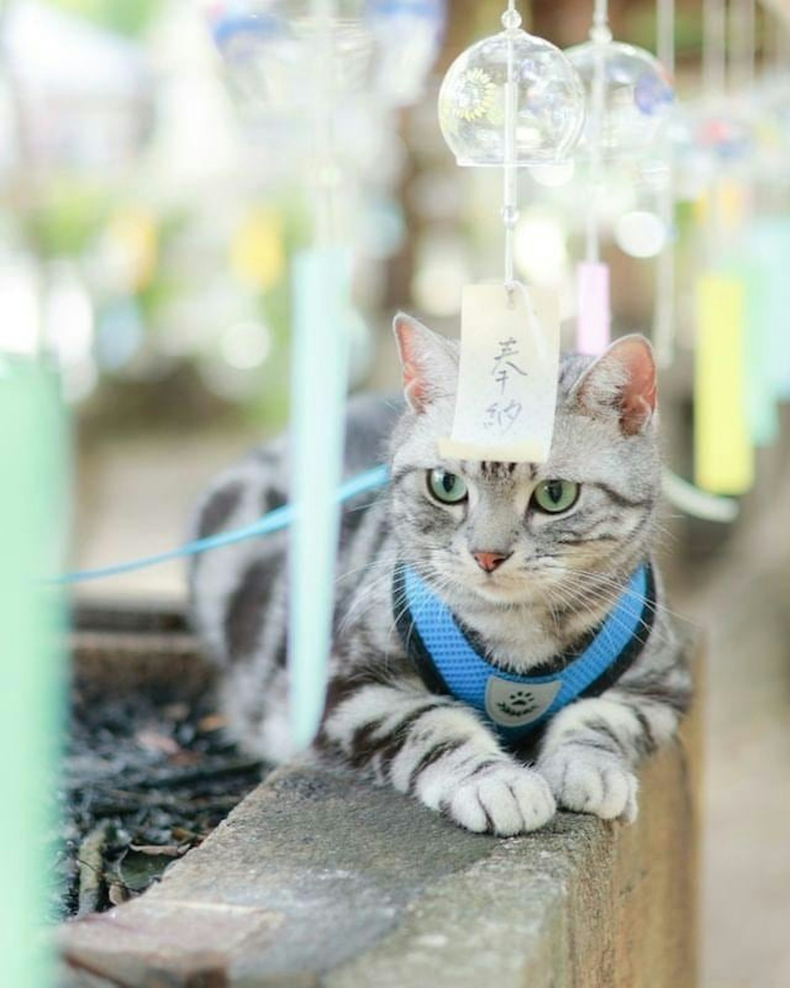 Gato gris con arnés azul acostado frente a campanas de viento