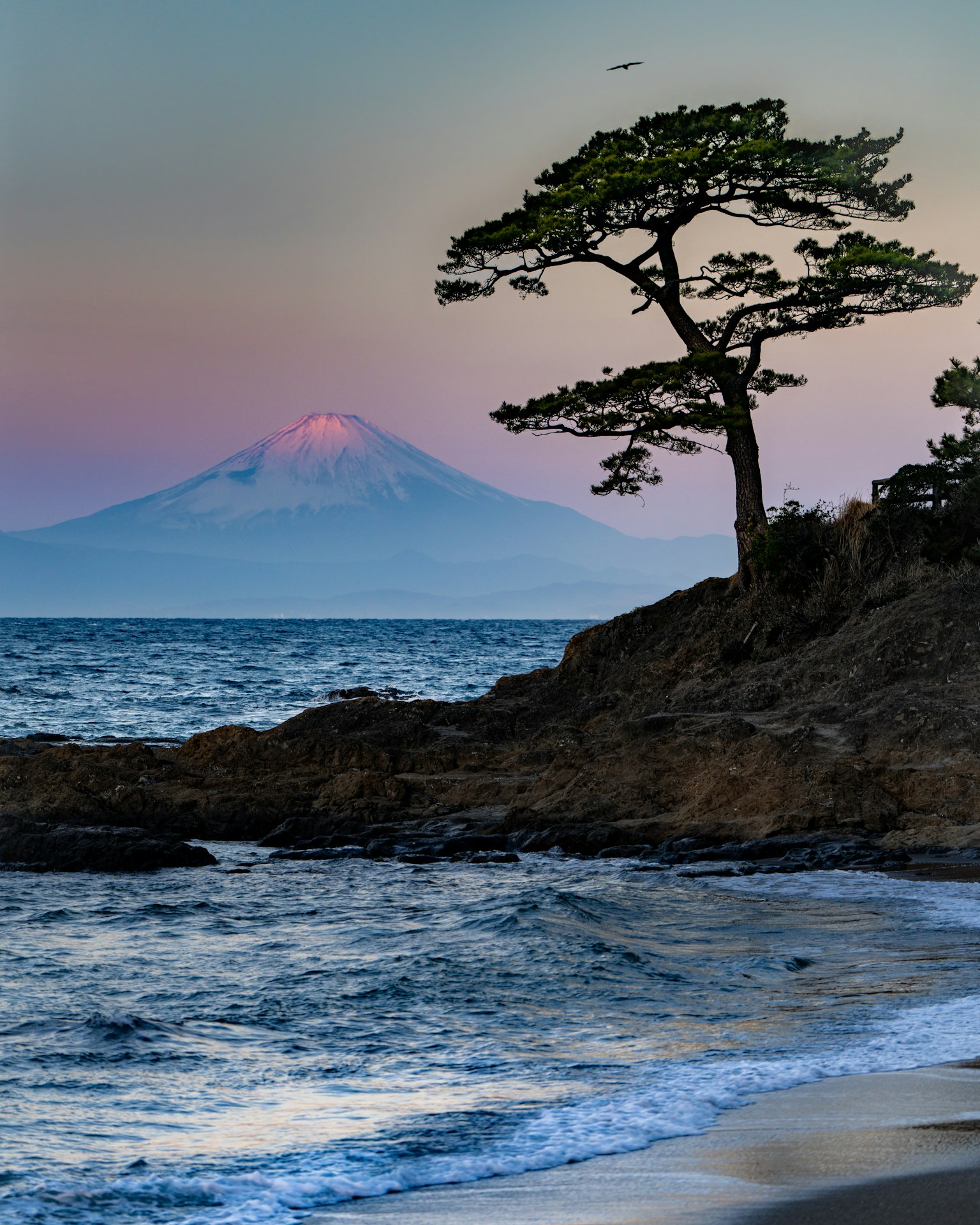 Vista panoramica di un pino sulla costa con il monte Fuji sullo sfondo