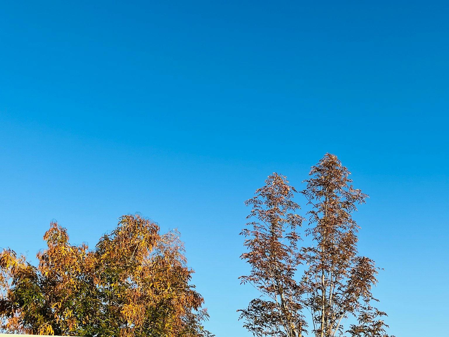 Alberi con foglie autunnali sotto un cielo blu chiaro