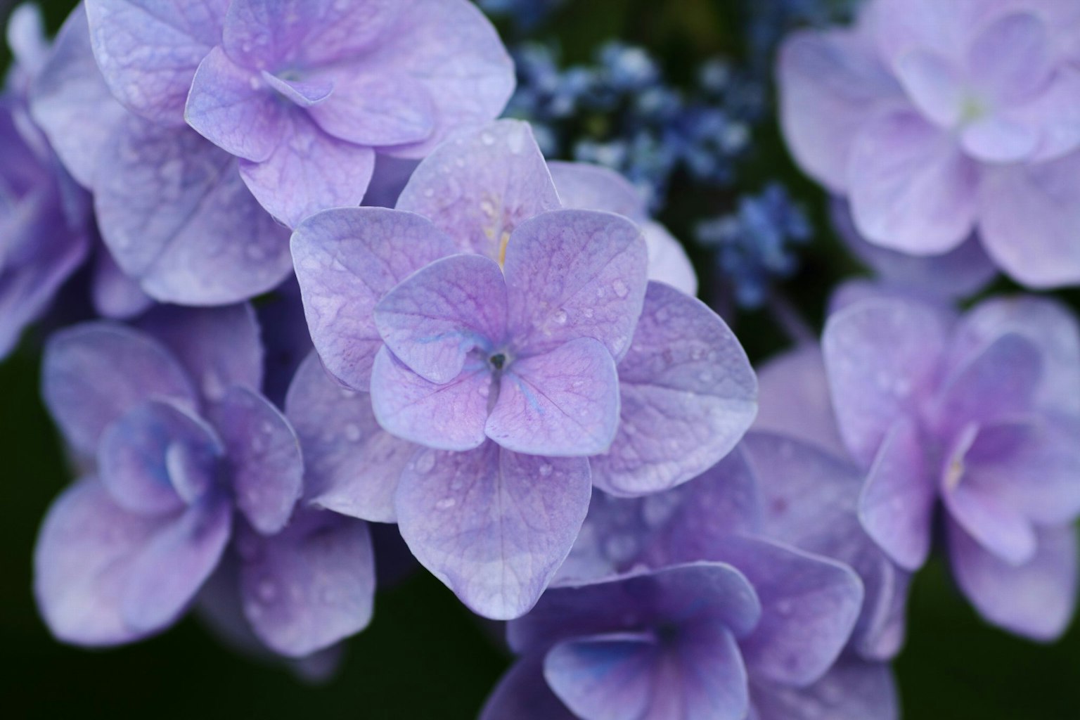 Close-up of beautiful purple hydrangea flowers with droplets of water