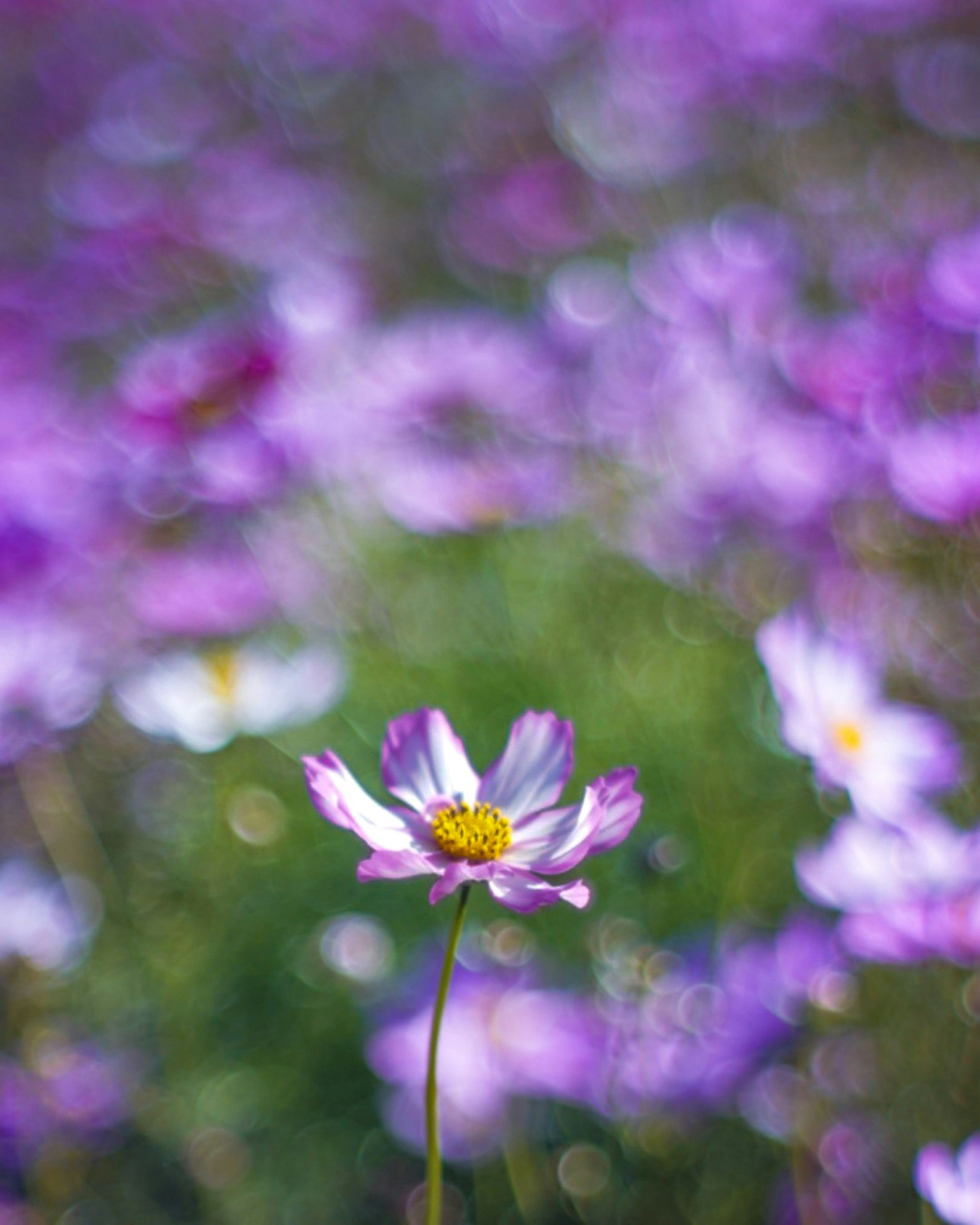 紫の花が咲くボケのある草地