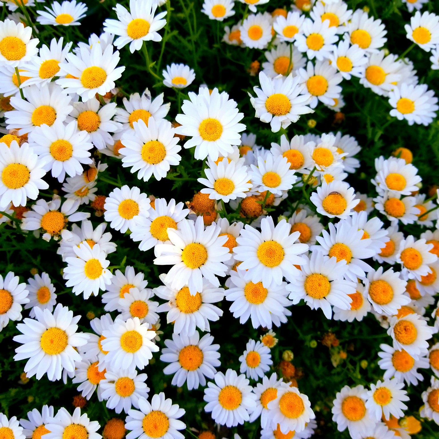 Un campo di margherite con petali bianchi e centri arancioni che fioriscono abbondantemente
