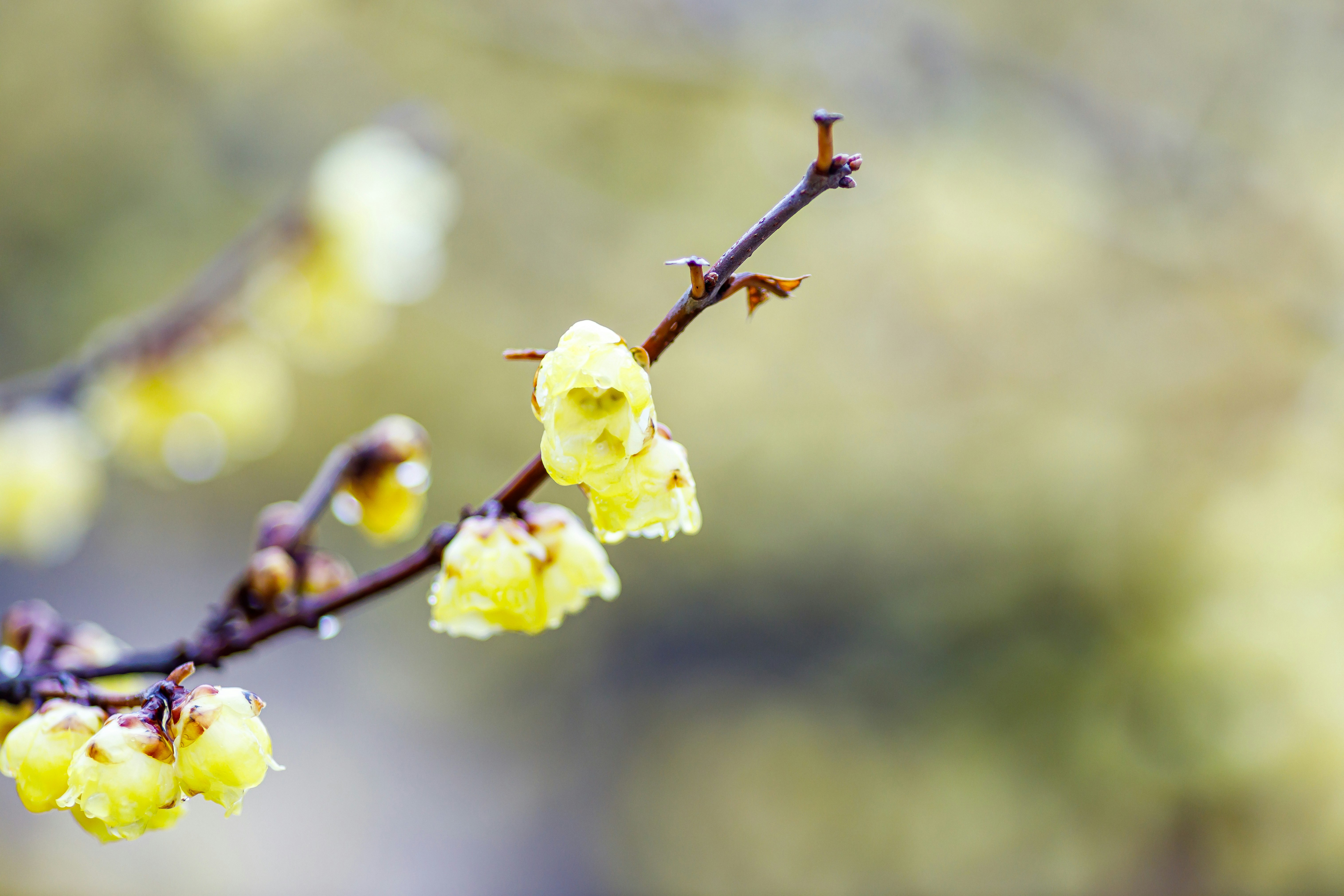 蝋梅の花が枝に咲く春のボケ背景