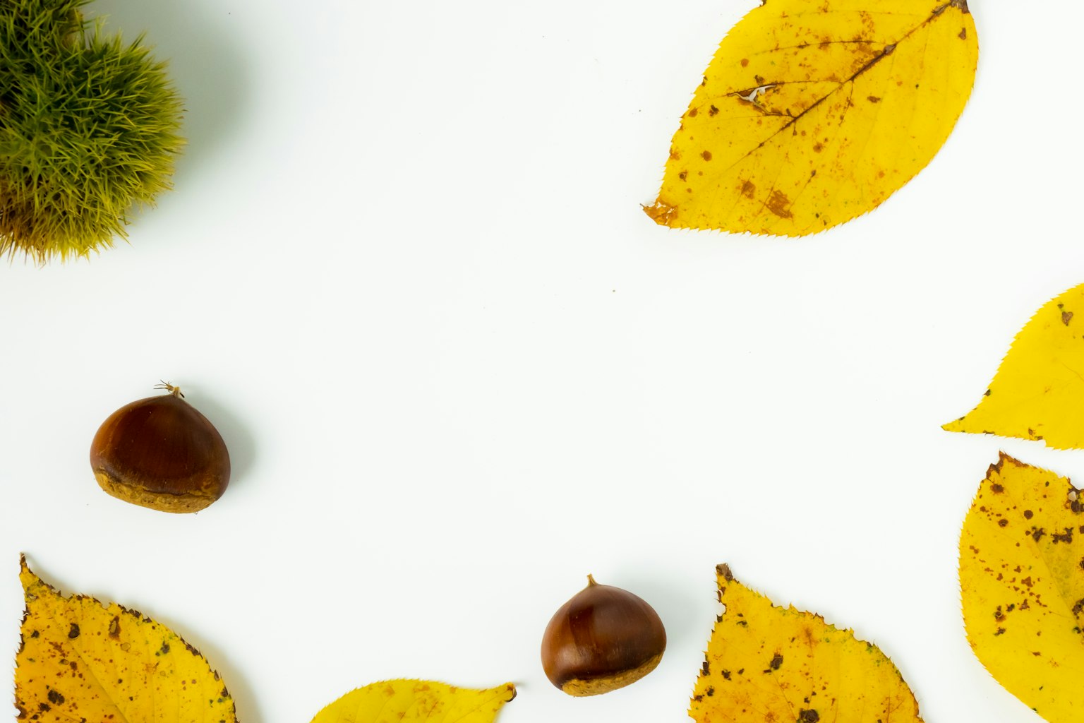 Esposizione autunnale con foglie gialle e castagne disposte artisticamente