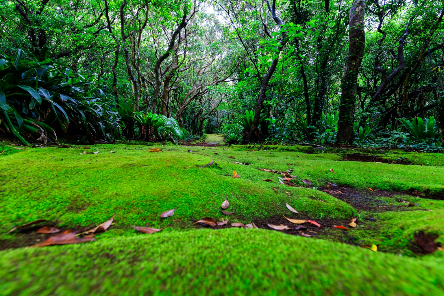 Scena di foresta lussureggiante con terreno coperto di muschio
