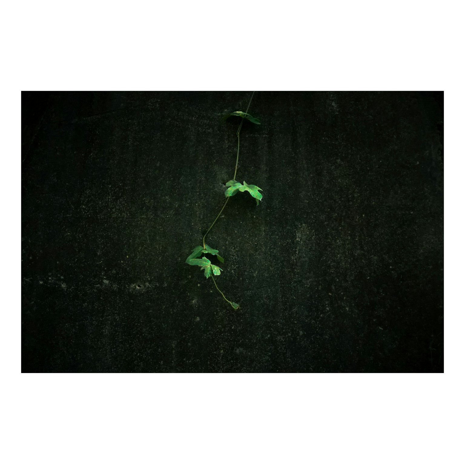 暗い背景に緑の葉が垂れ下がる画像