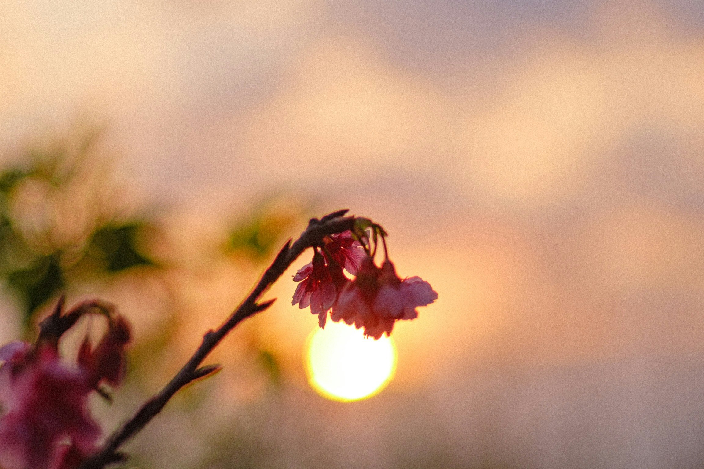 夕日に照らされる花のシルエット