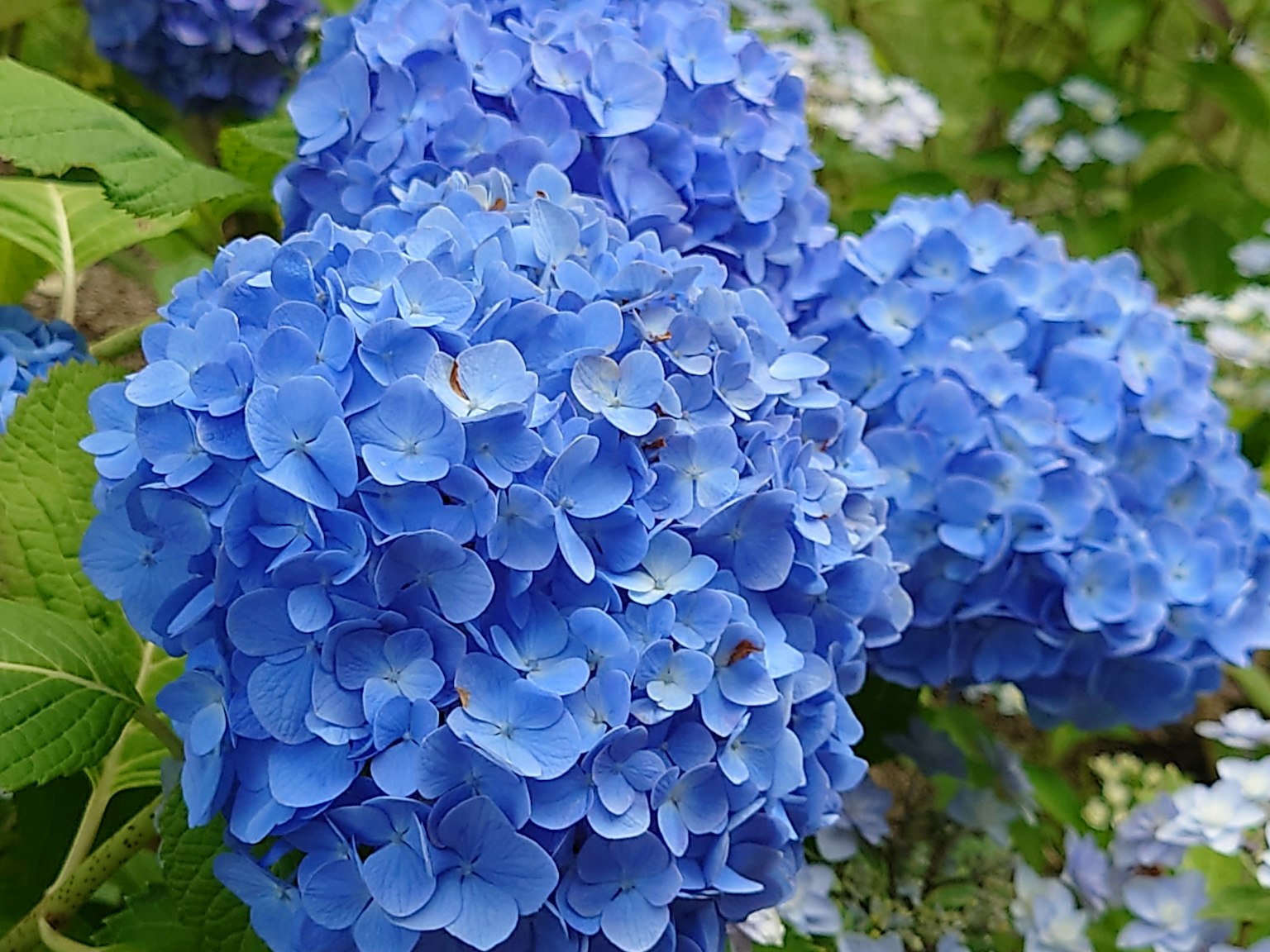 Primo piano di fiori di ortensia blu vivace
