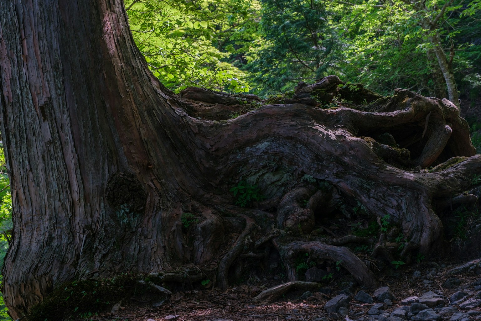 Detailed texture of an ancient tree trunk with lush green background