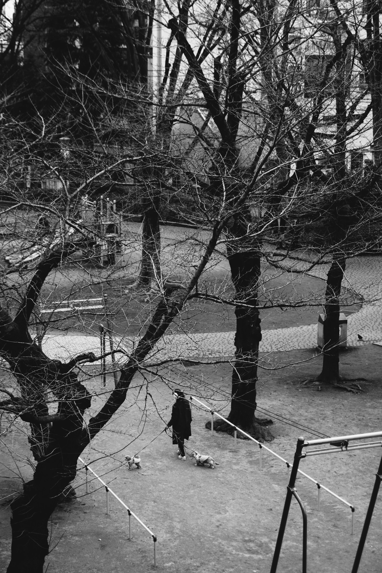 Person walking dogs in a winter park