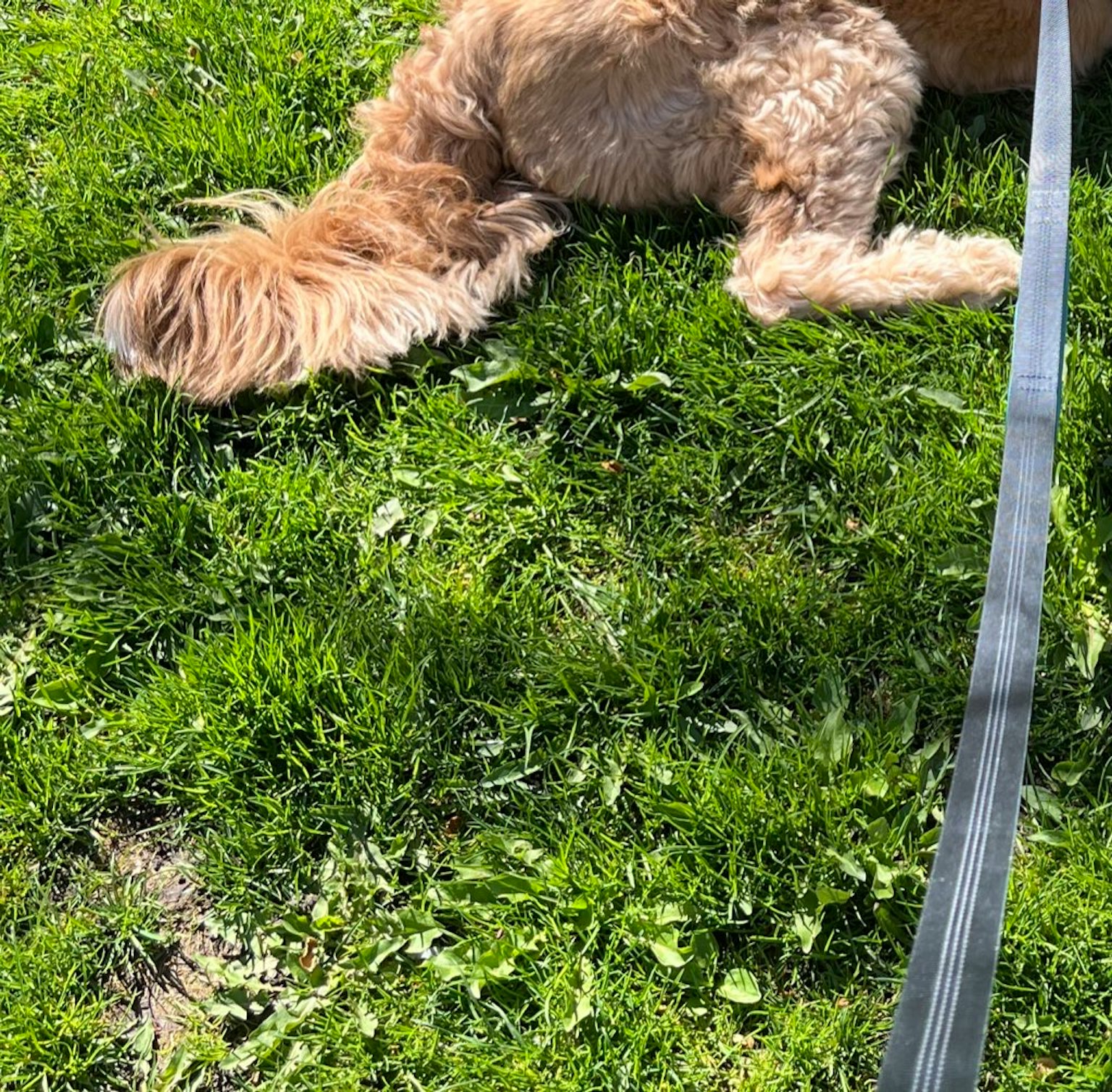 Anjing berbaring di atas rumput dengan tali