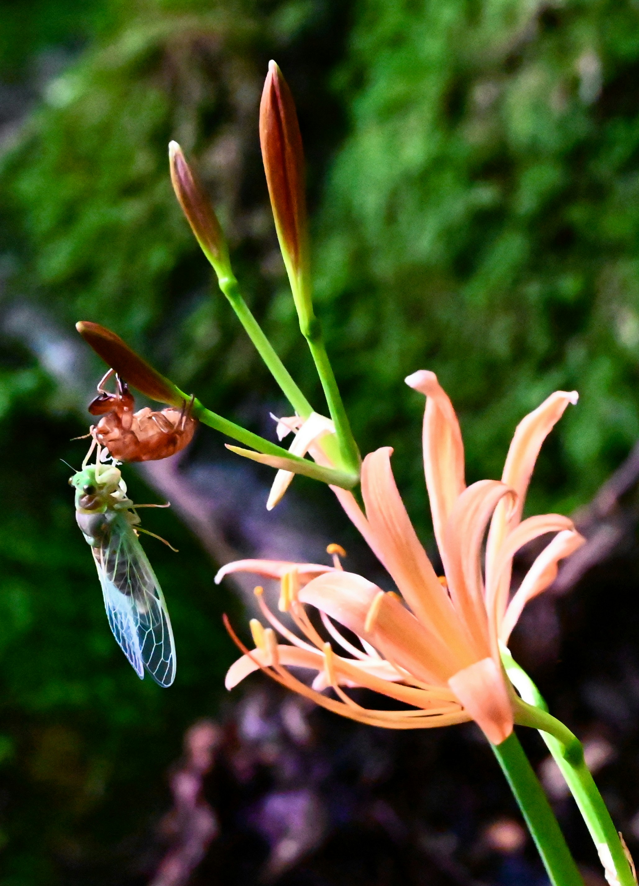 オレンジ色の花とキツネノカミソリのつぼみ、緑の背景の野草