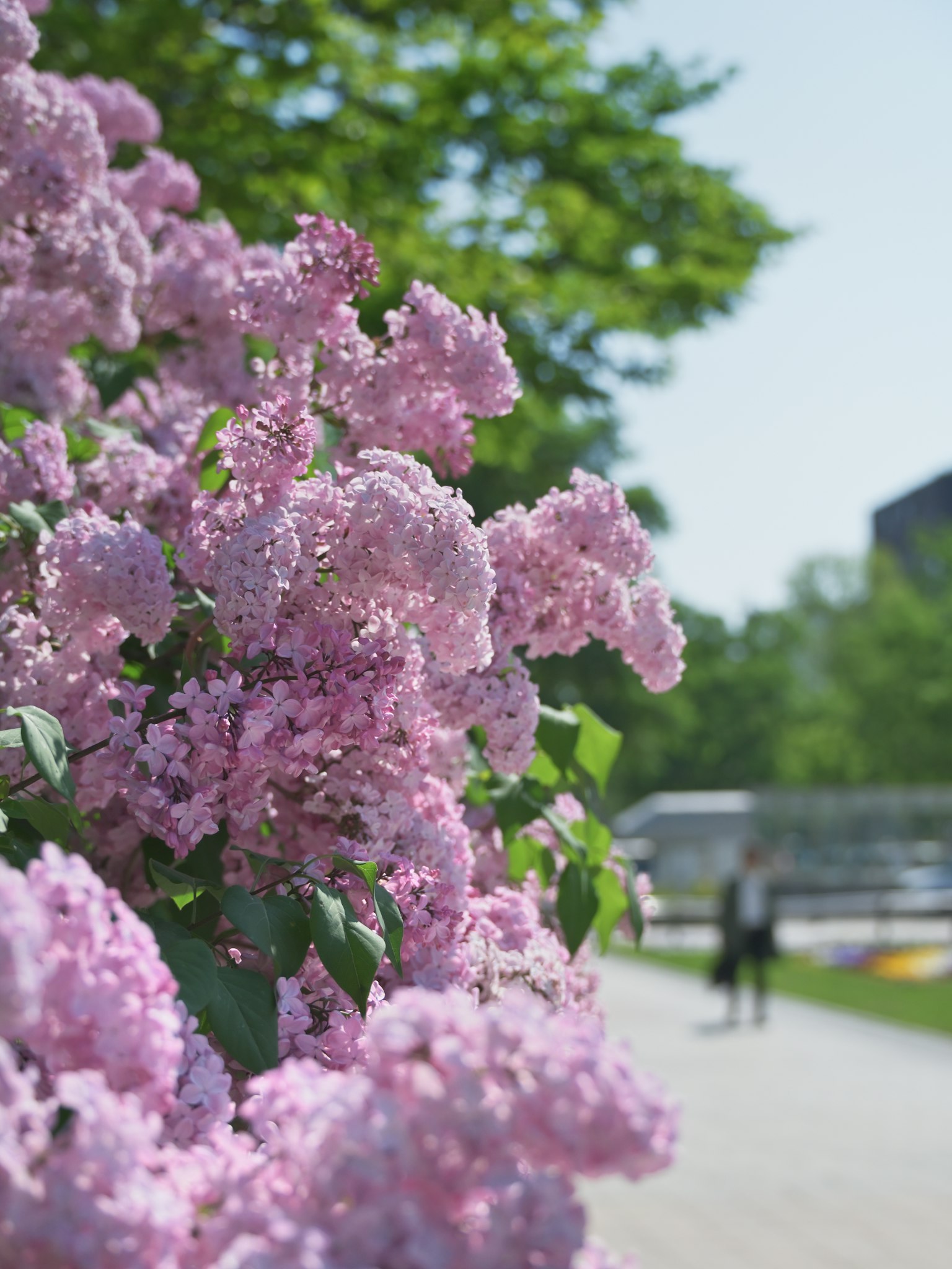 Fiori di lillà in fiore lungo un sentiero del parco