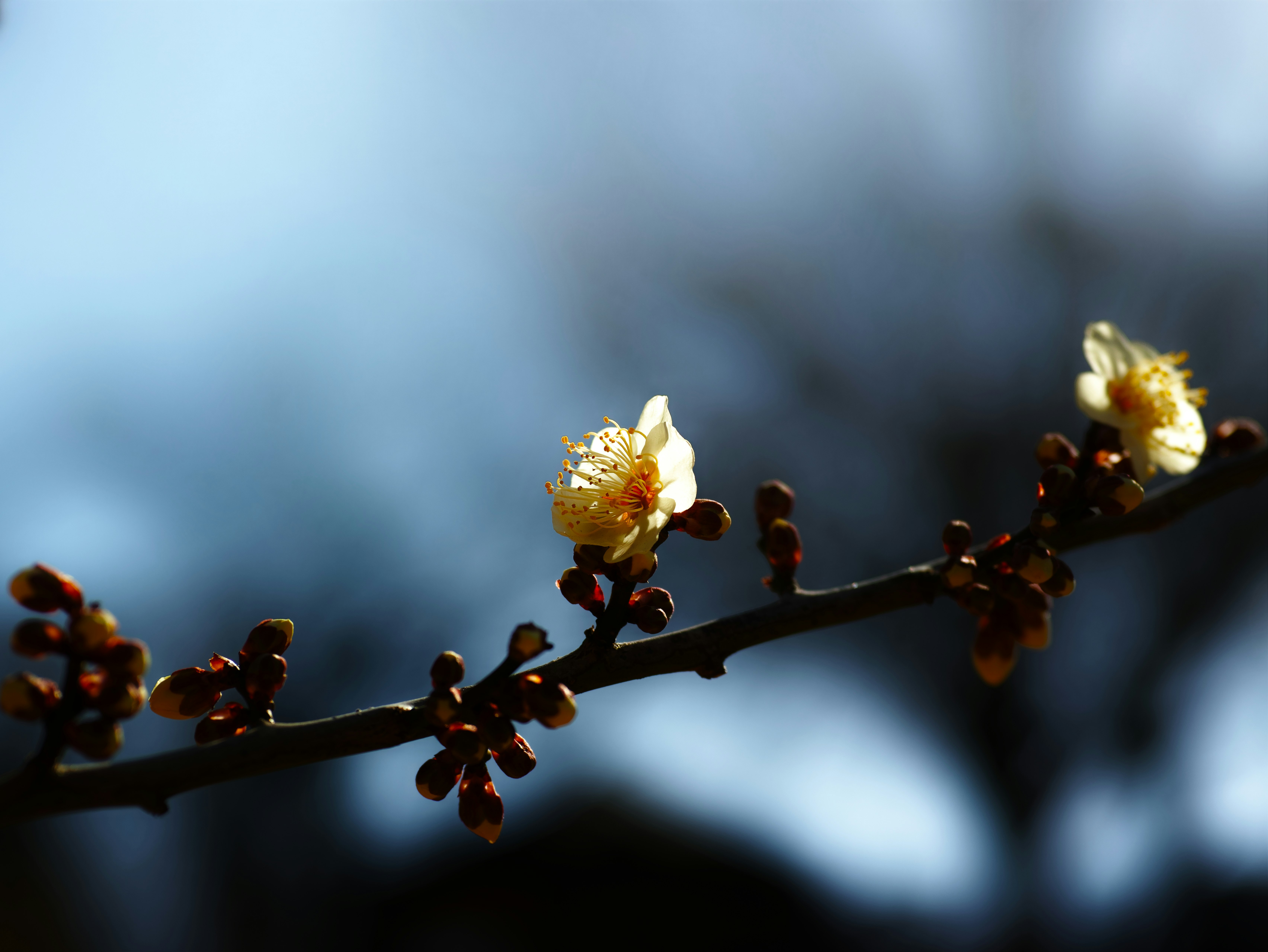 樹枝上小花與花蕾的特寫