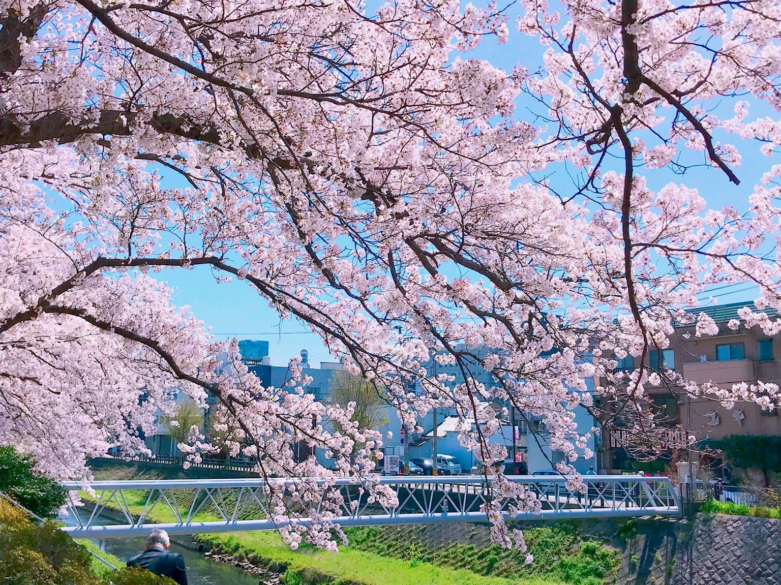 Hermoso paisaje con cerezos en flor y cielo azul