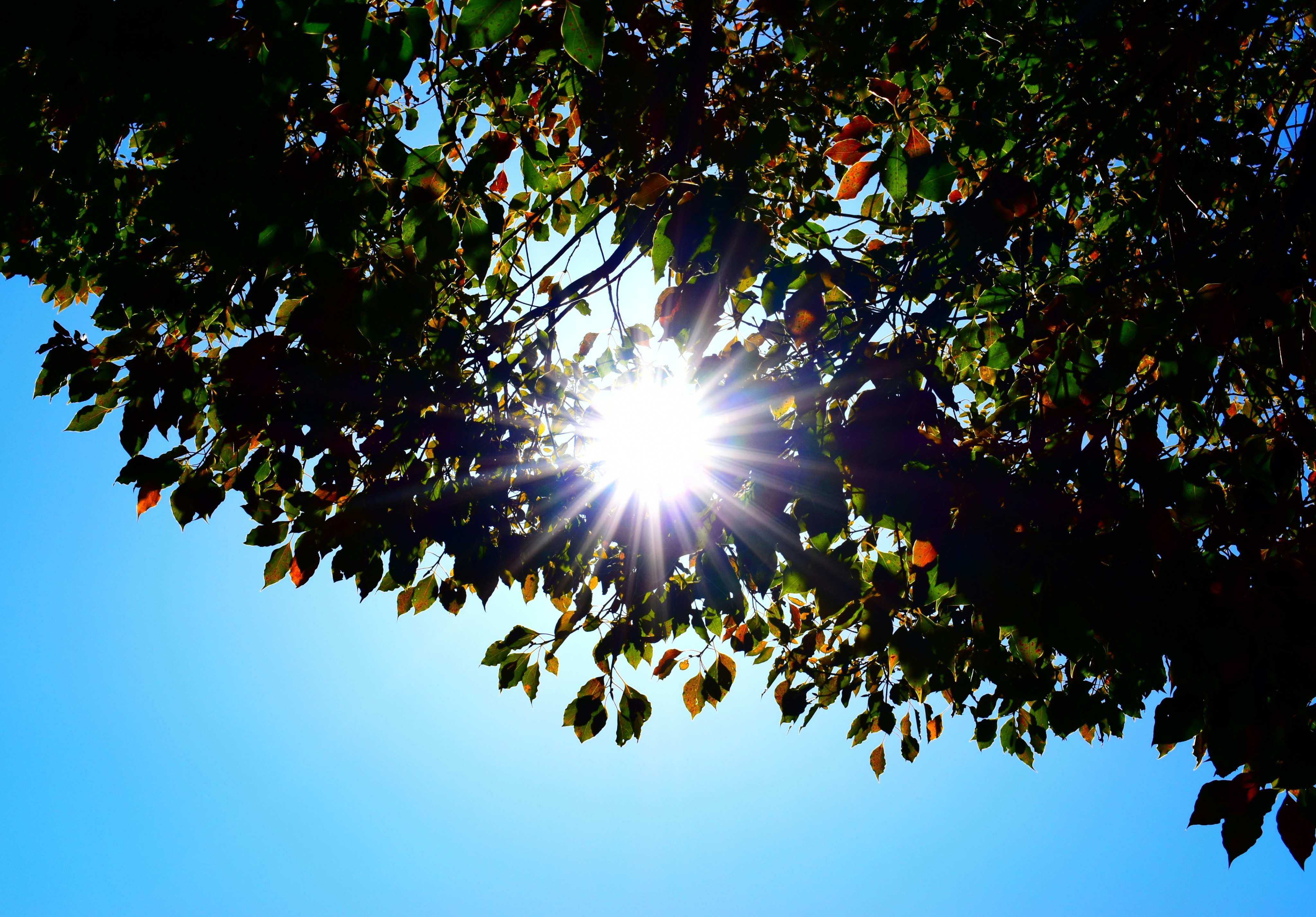 木々の間から差し込む燦々とした太陽光