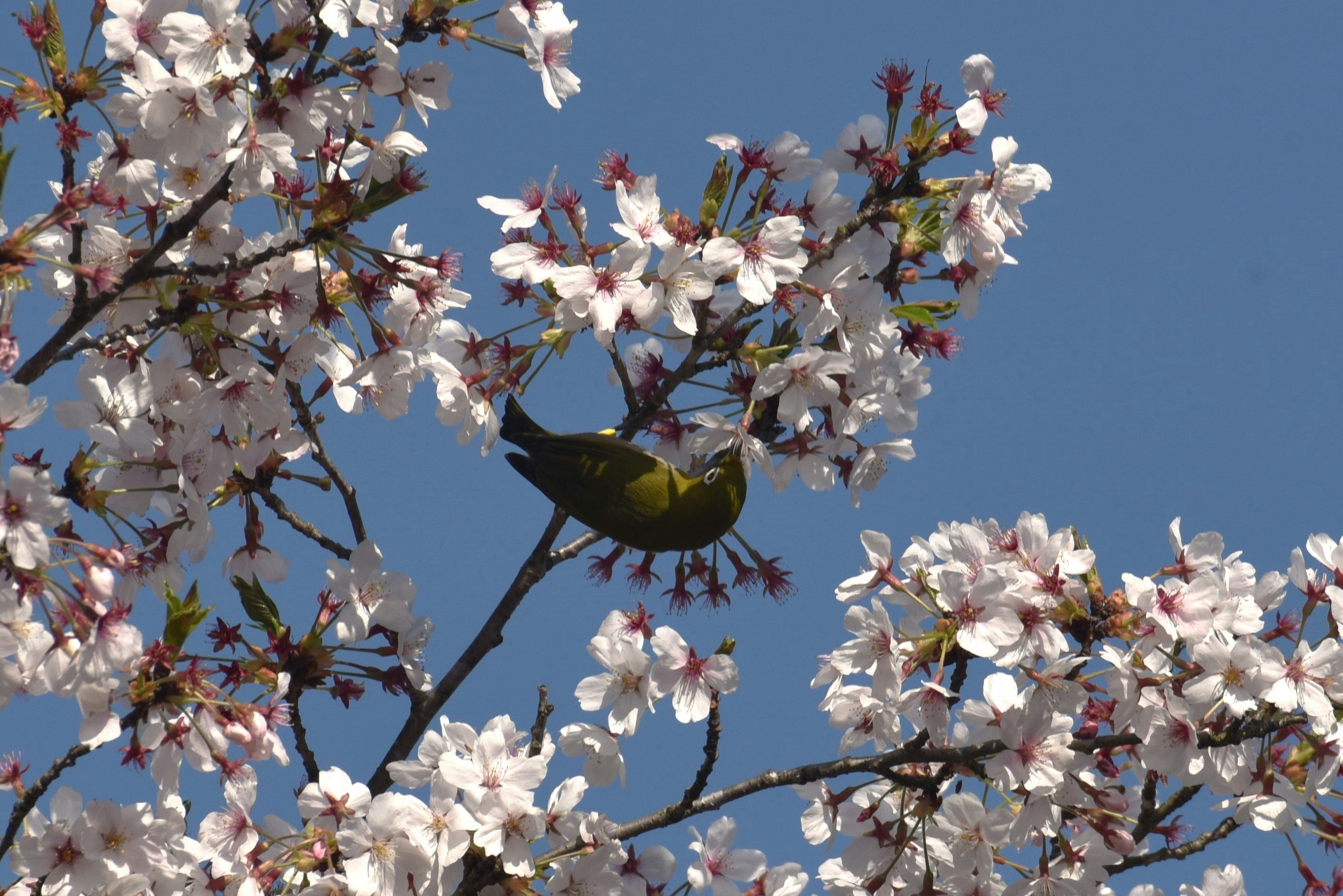 桜の花にメジロがとまる枝先の蜜のある風景