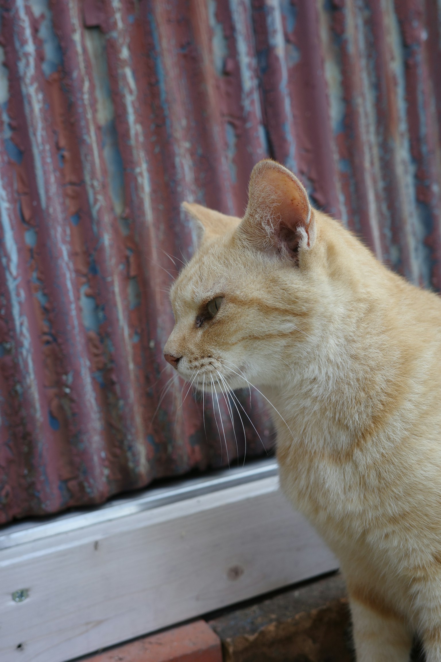 橙色猫侧身而立背景是生锈的金属